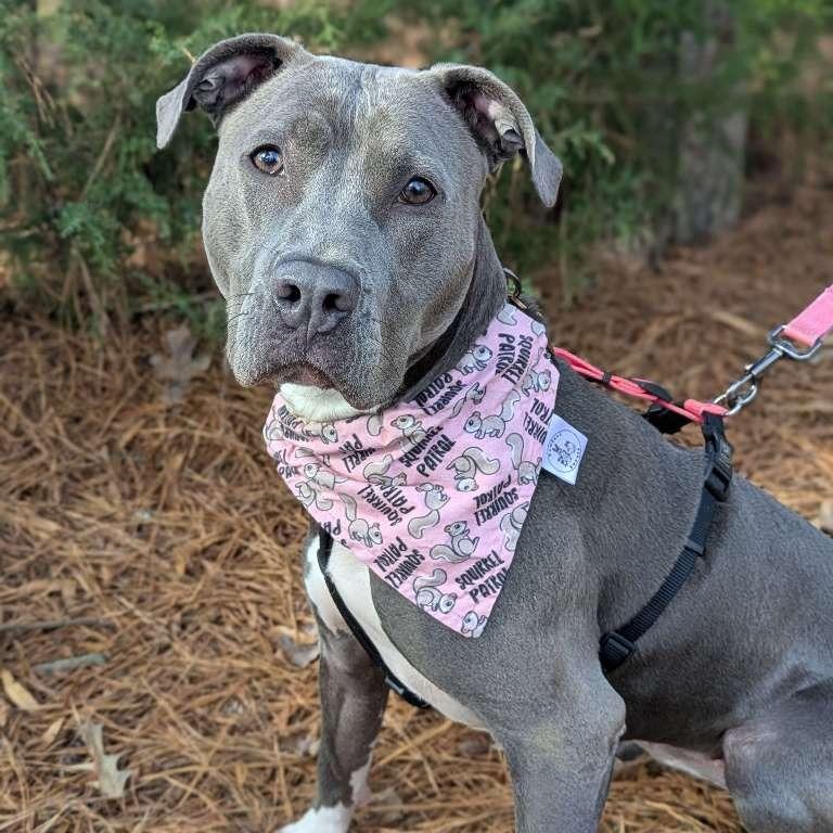 June, a Adoptable American Staffordshire Terrier in Richmond, VA image 6/6