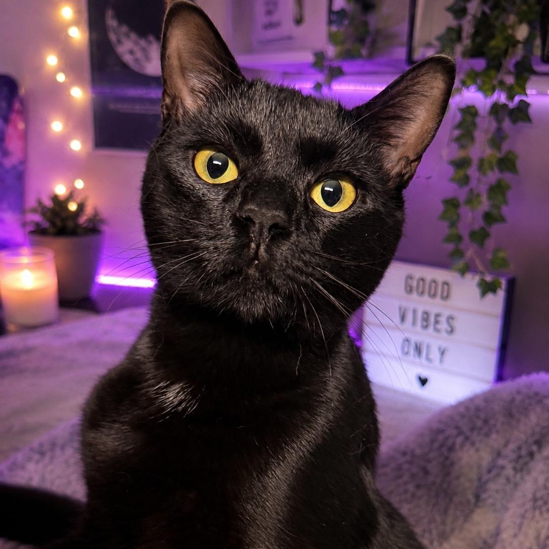 Steve, ADOPTABLE, Young Male Domestic Short Hair.