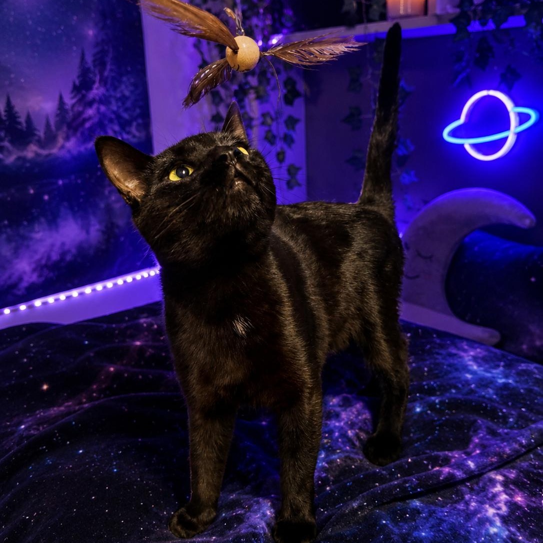 Enlarge Steve, a ADOPTABLE Domestic Short Hair in Anderson, SC image 2/2