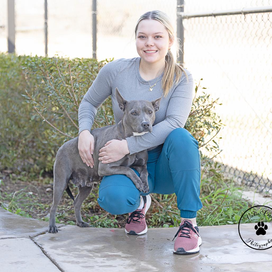 Creek, Adoptable, Adult Female Cattle Dog & Terrier.