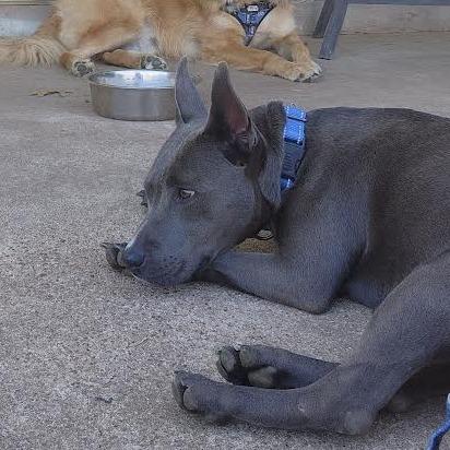 Enlarge Creek, a Adoptable mixed breed in Abilene, TX image 2/6