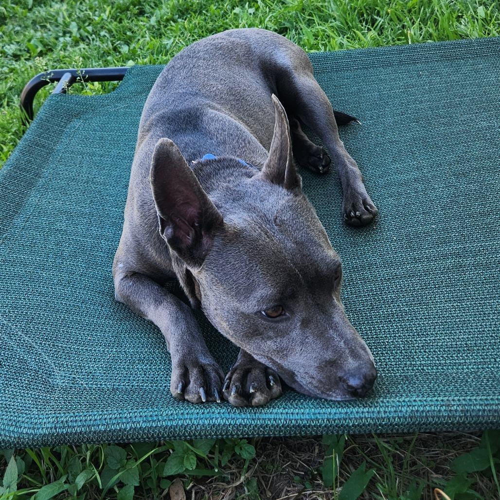 Enlarge Creek, a Adoptable mixed breed in Abilene, TX image 3/6