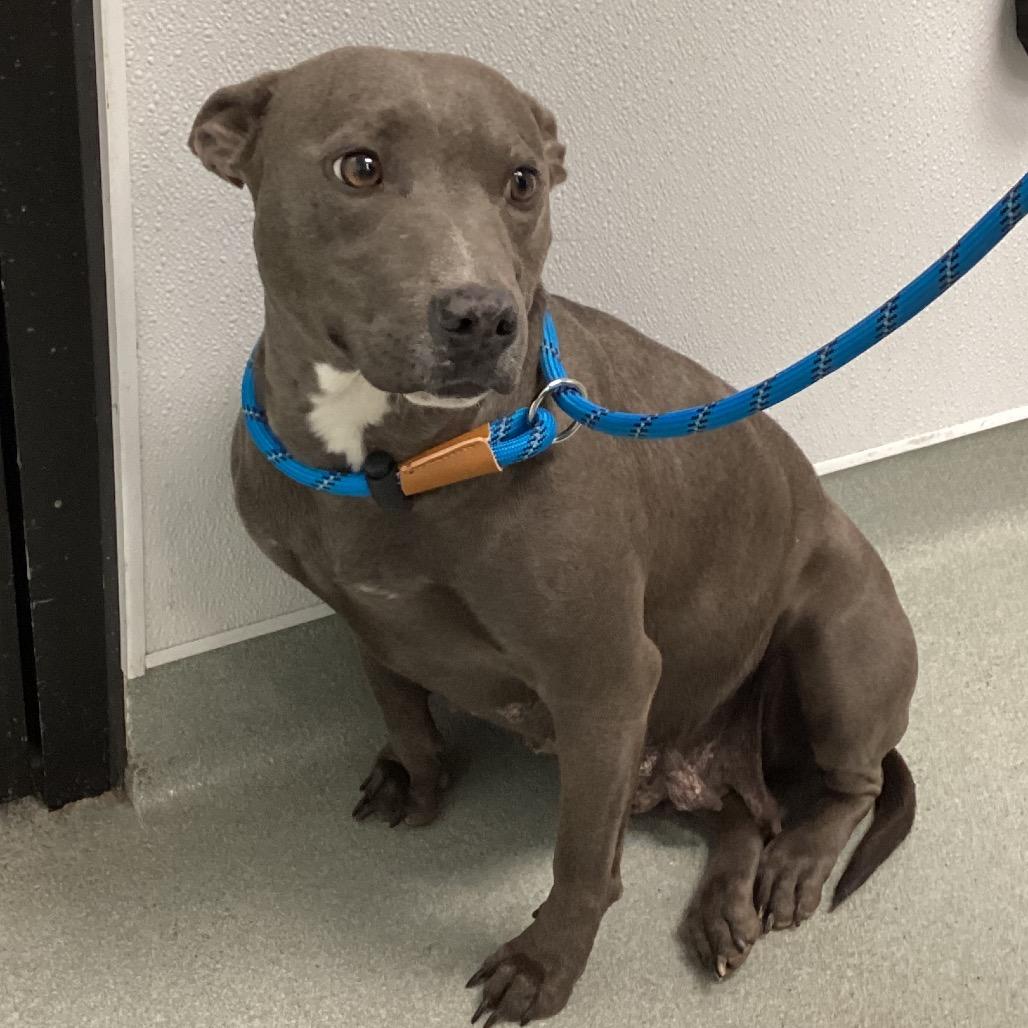 Enlarge Creek, a Adoptable mixed breed in Abilene, TX image 4/6