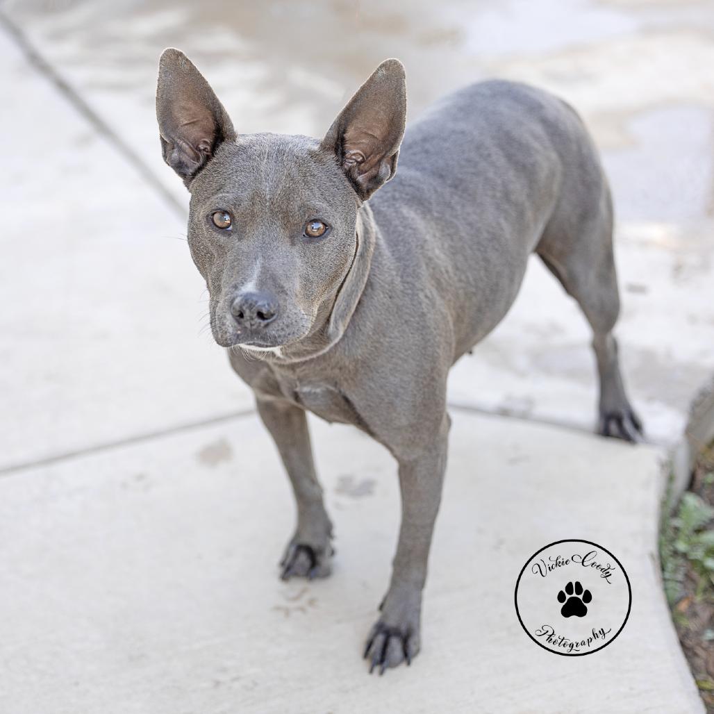 Enlarge Creek, a Adoptable mixed breed in Abilene, TX image 5/6