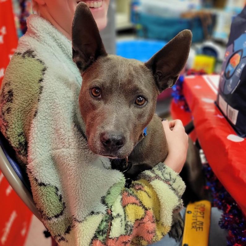 Enlarge Creek, a Adoptable mixed breed in Abilene, TX image 6/6