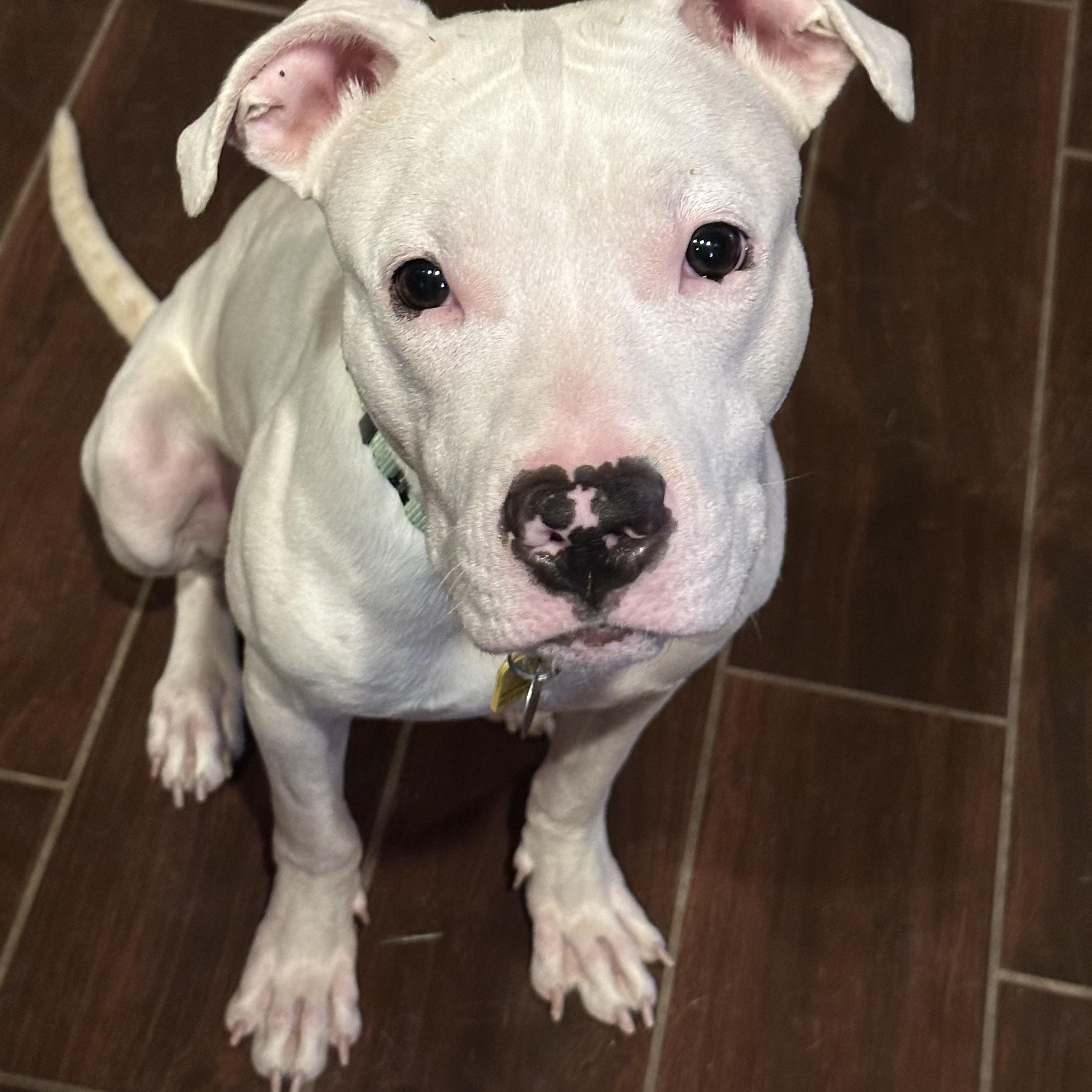 Finley, a ADOPTABLE mixed breed in Cleveland, OH image 2/5