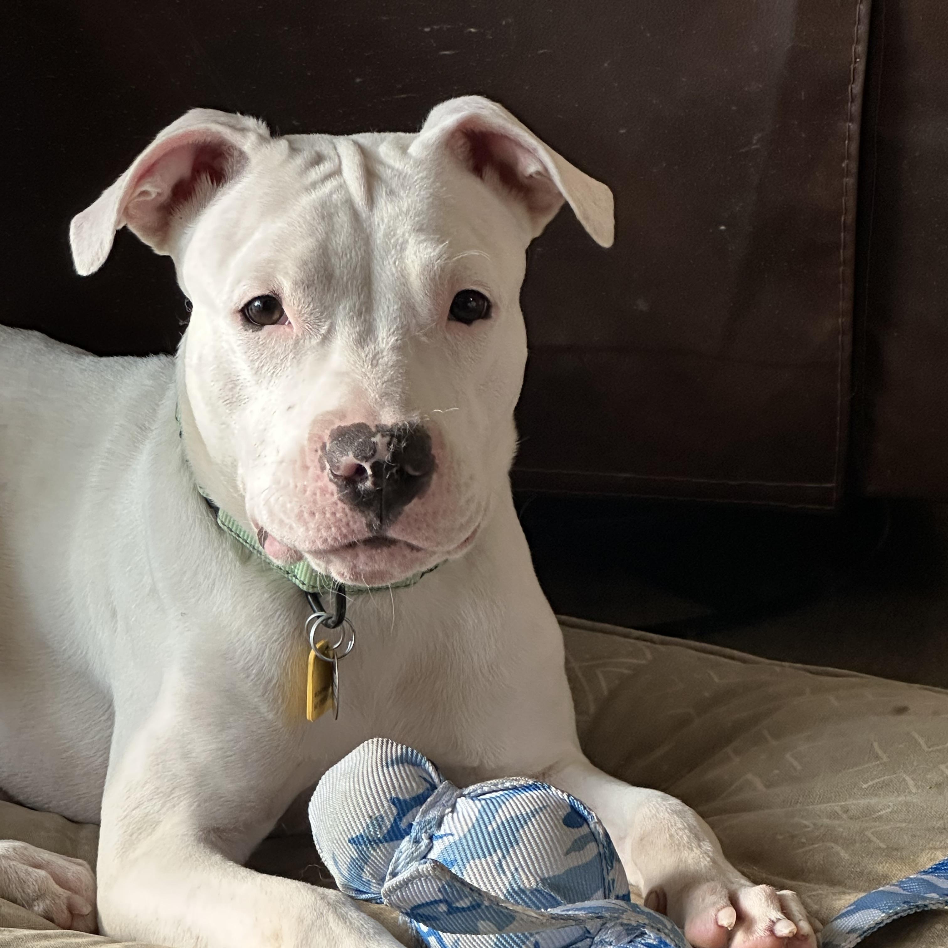 Finley, a ADOPTABLE mixed breed in Cleveland, OH image 1/5