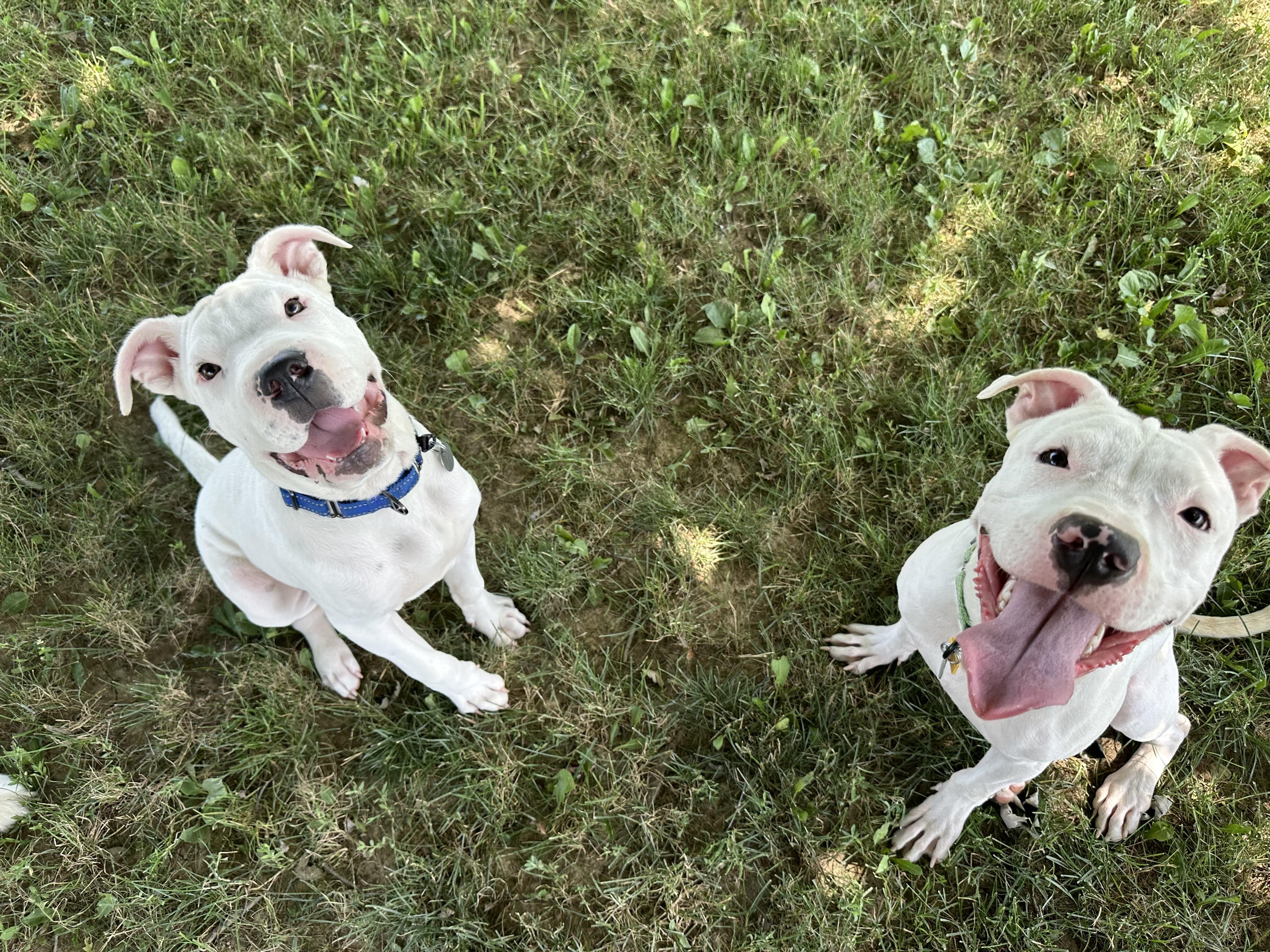 Finley, a ADOPTABLE mixed breed in Cleveland, OH image 4/5