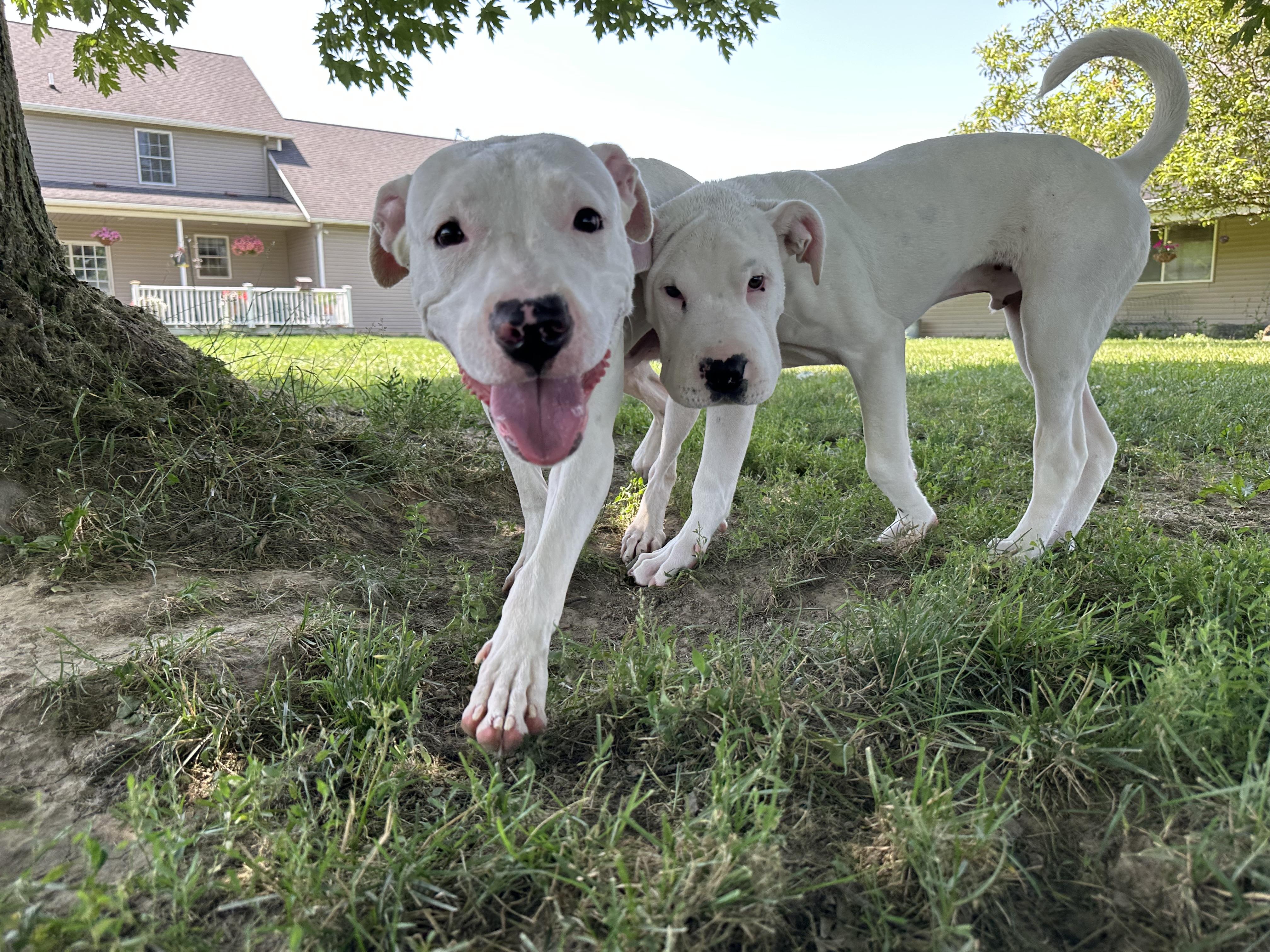 Finley, a ADOPTABLE mixed breed in Cleveland, OH image 3/5