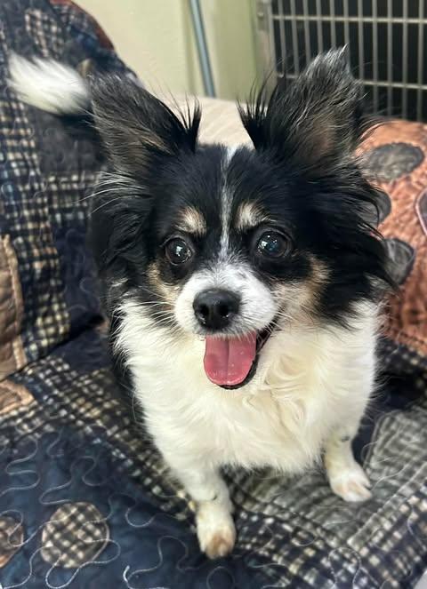Princess Chi, Adopted, Adult Female Chihuahua.