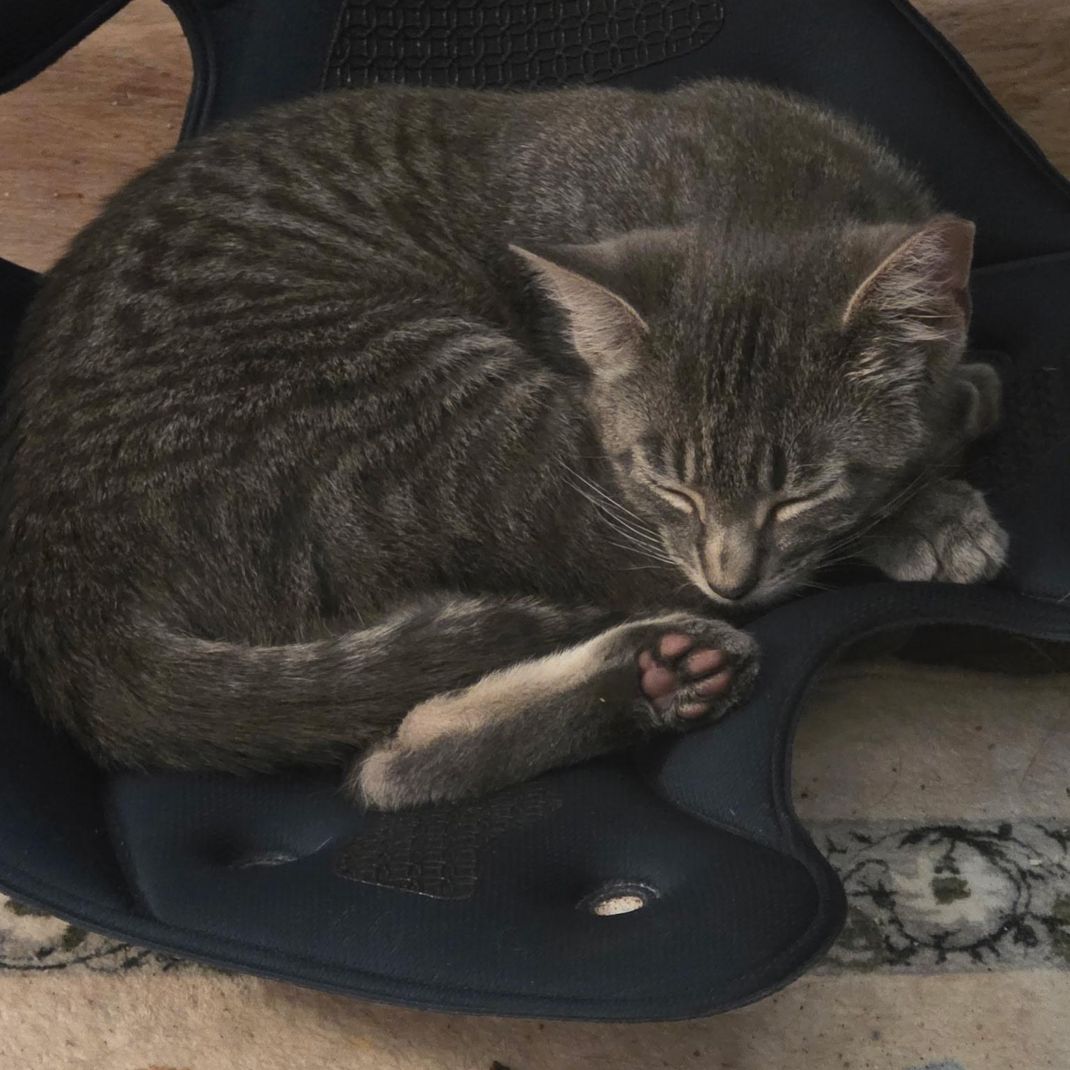 Enlarge Spitfire Sam, an adoption pending Domestic Short Hair in Greenwood, IN image 2/5