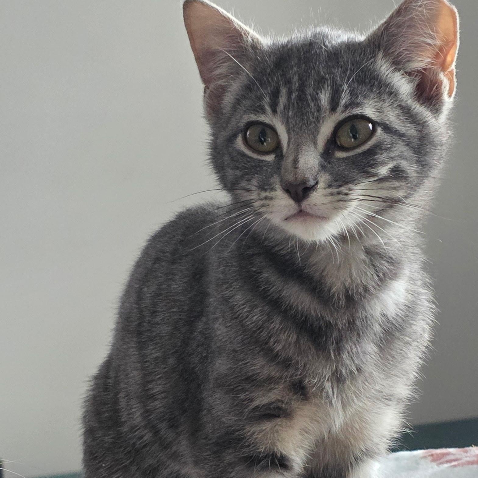 Enlarge Spitfire Sam, an adoption pending Domestic Short Hair in Greenwood, IN image 1/5