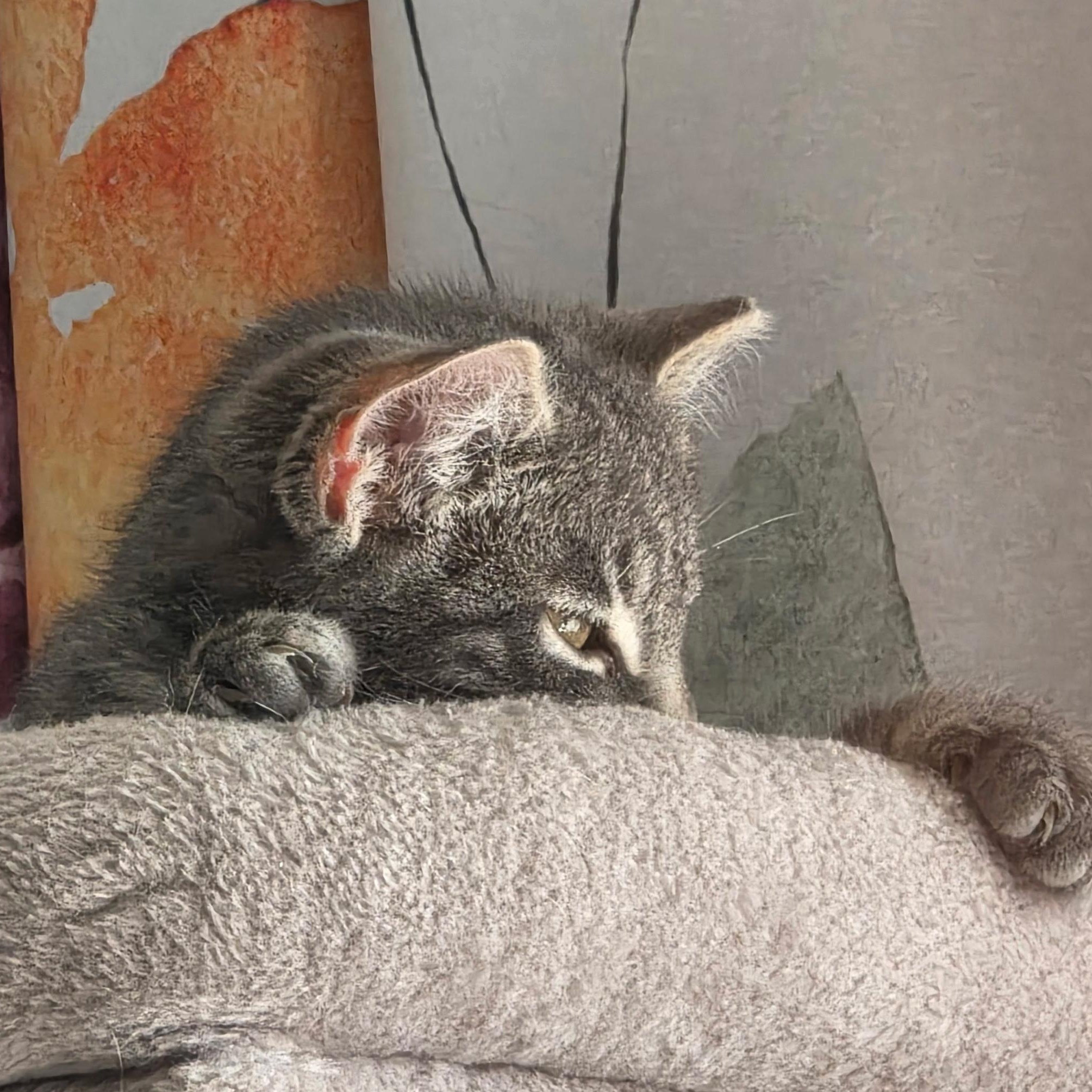 Enlarge Spitfire Sam, an adoption pending Domestic Short Hair in Greenwood, IN image 5/5