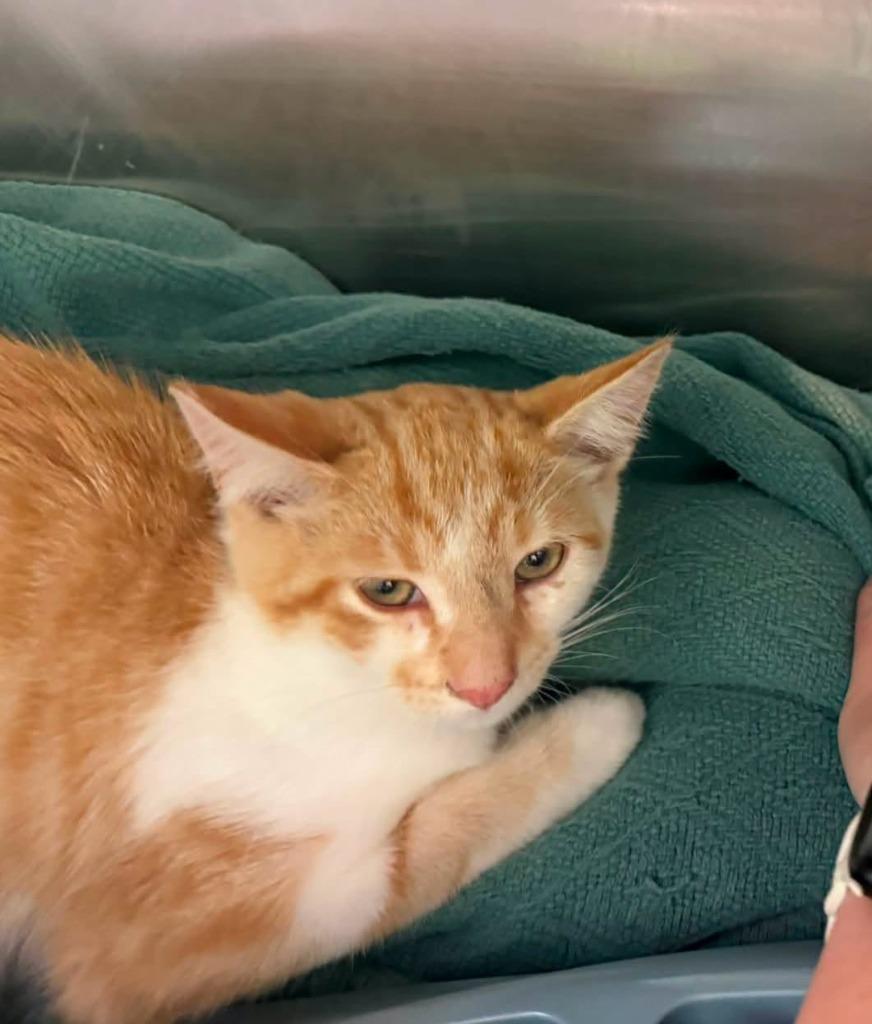 Loki, Adoptable, Kitten Male Tabby.