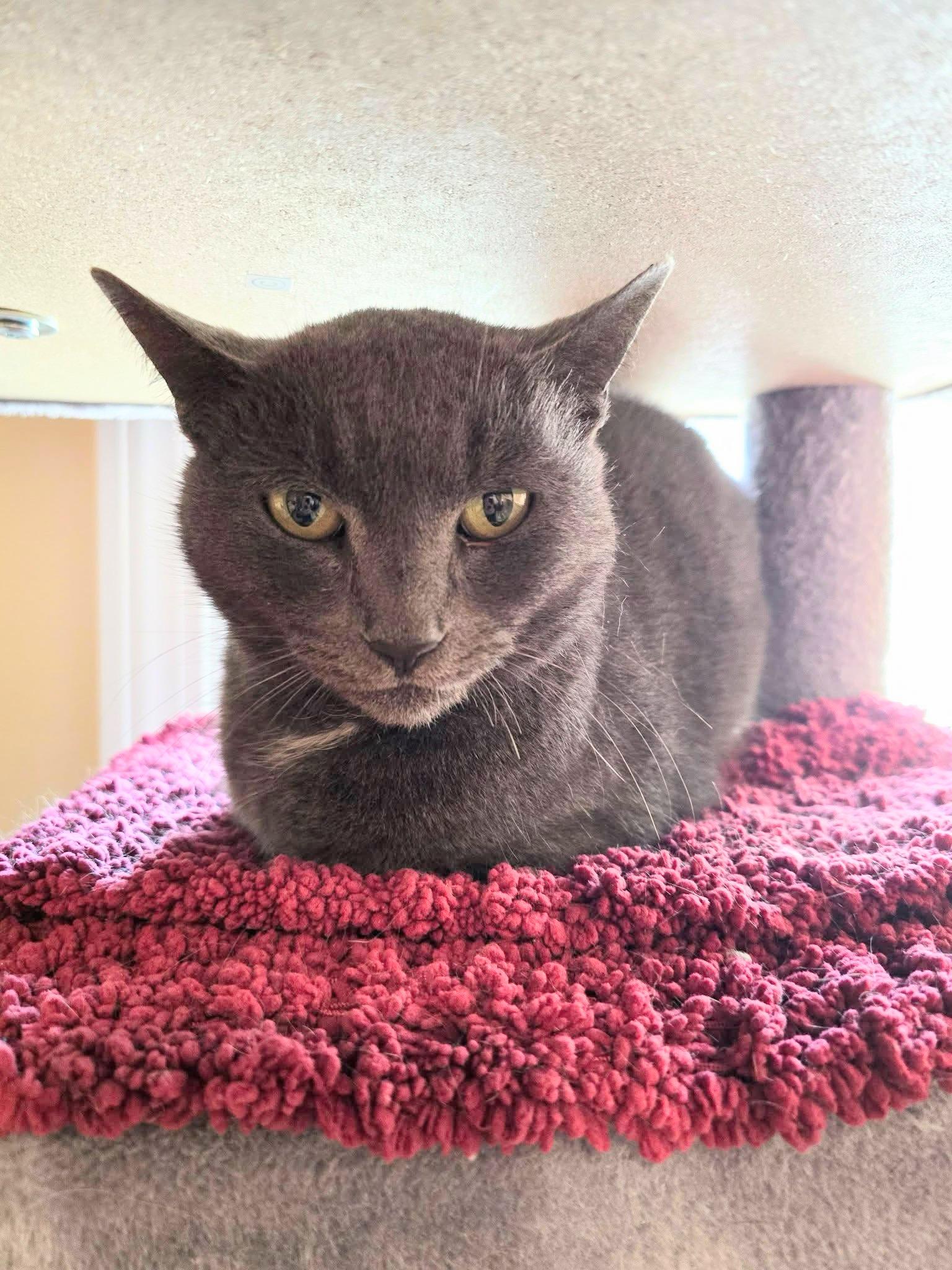 Missy , ADOPTABLE, Adult Female Russian Blue.