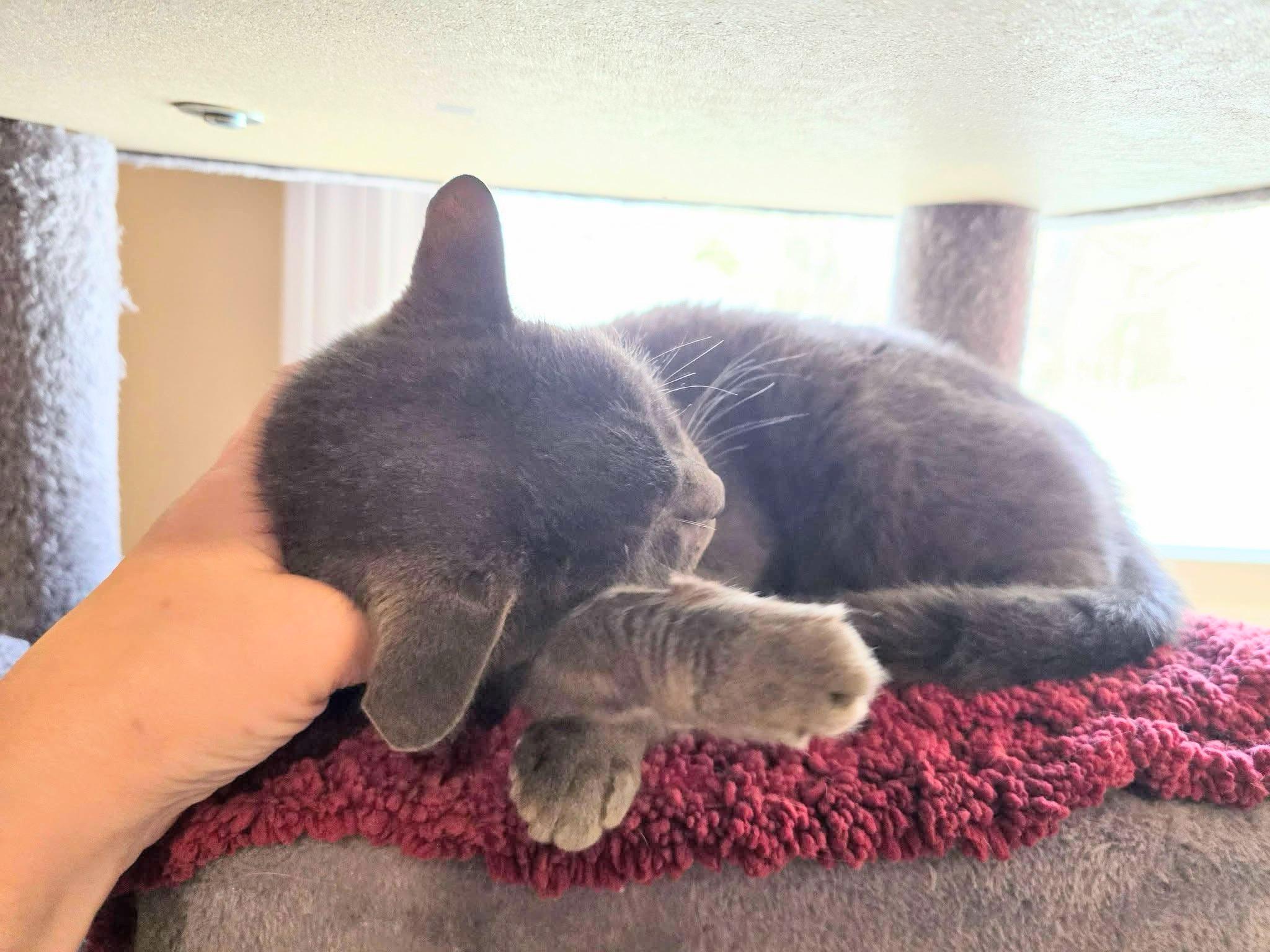 Enlarge Missy , a ADOPTABLE mixed breed in Enfield, CT image 2/2