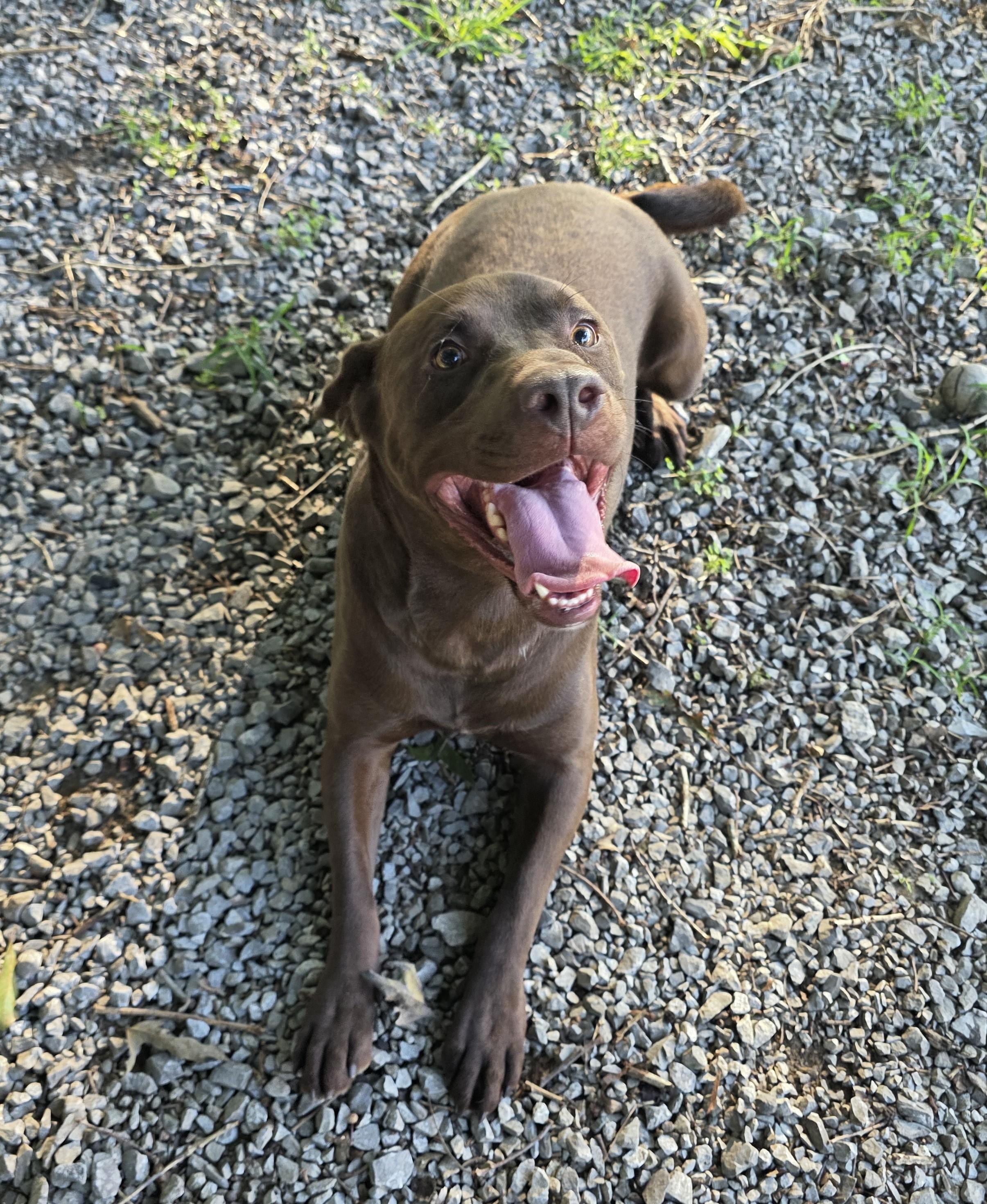 Enlarge Leroy Brown, a ADOPTABLE mixed breed in Grant, AL image 4/5
