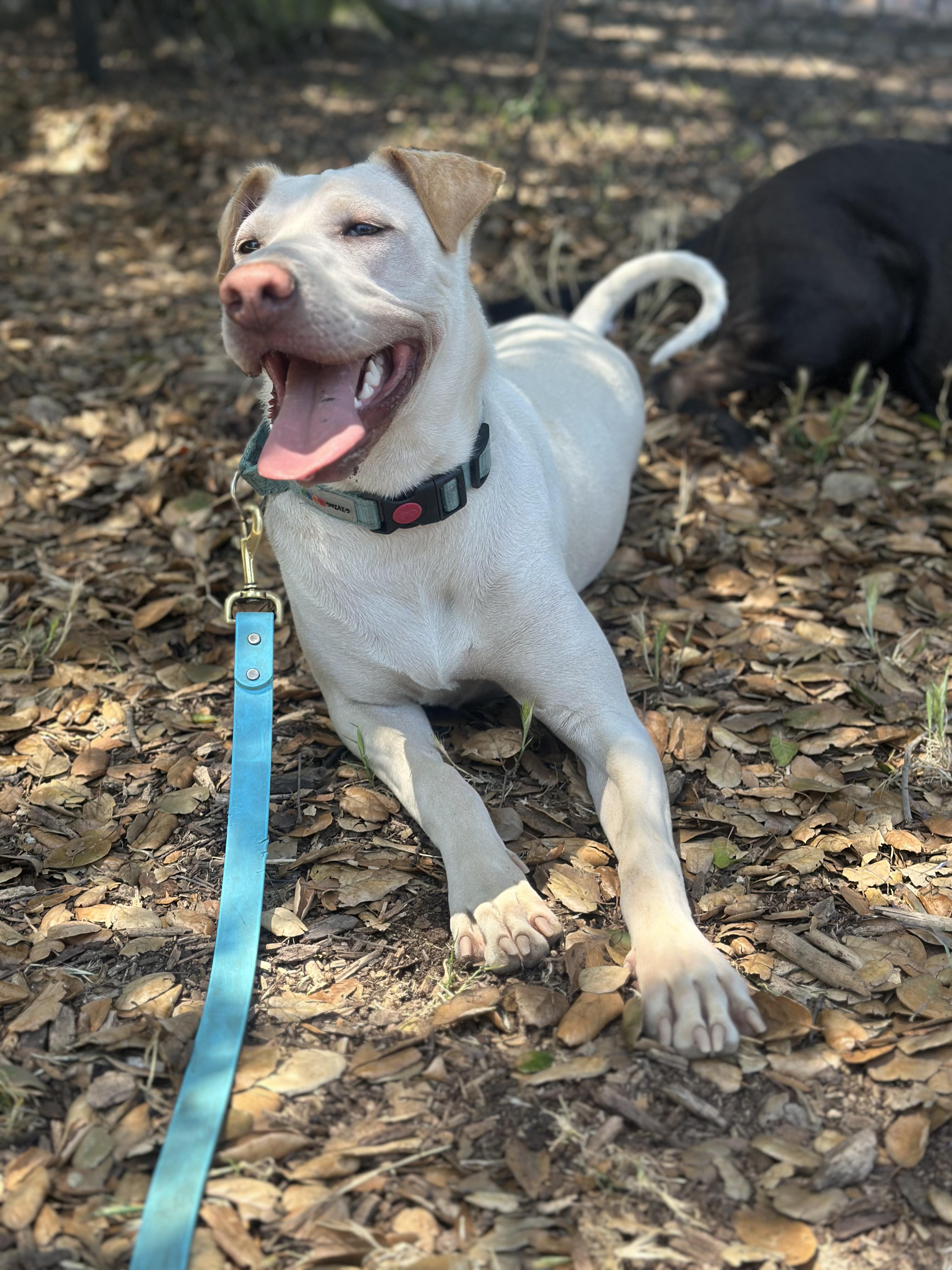 Cinderella aka Cindy, Adoptable, Young Female Golden Retriever & Shar-Pei.