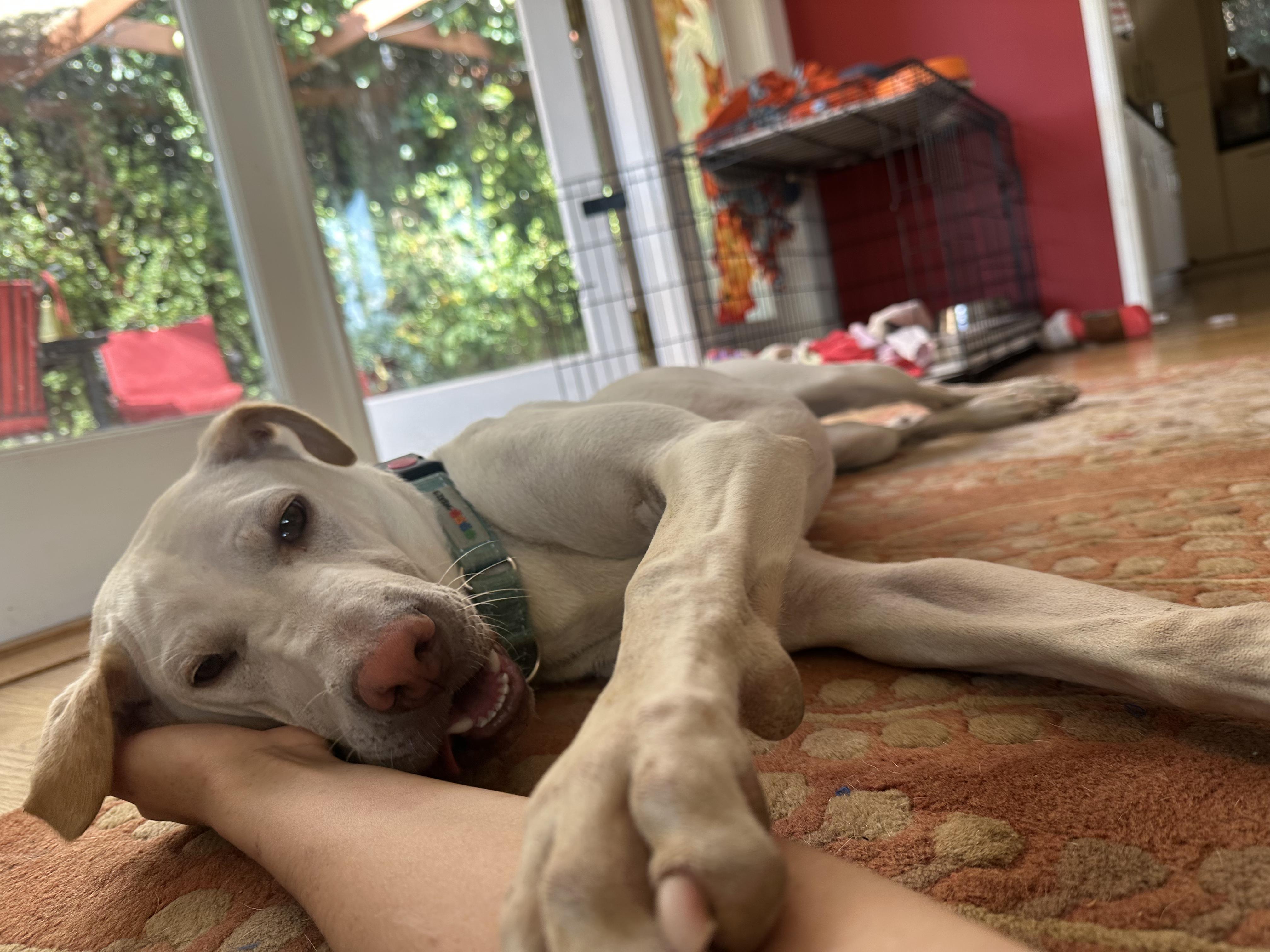 Cinderella aka Cindy, a Adoptable mixed breed in Pasadena, CA image 5/6