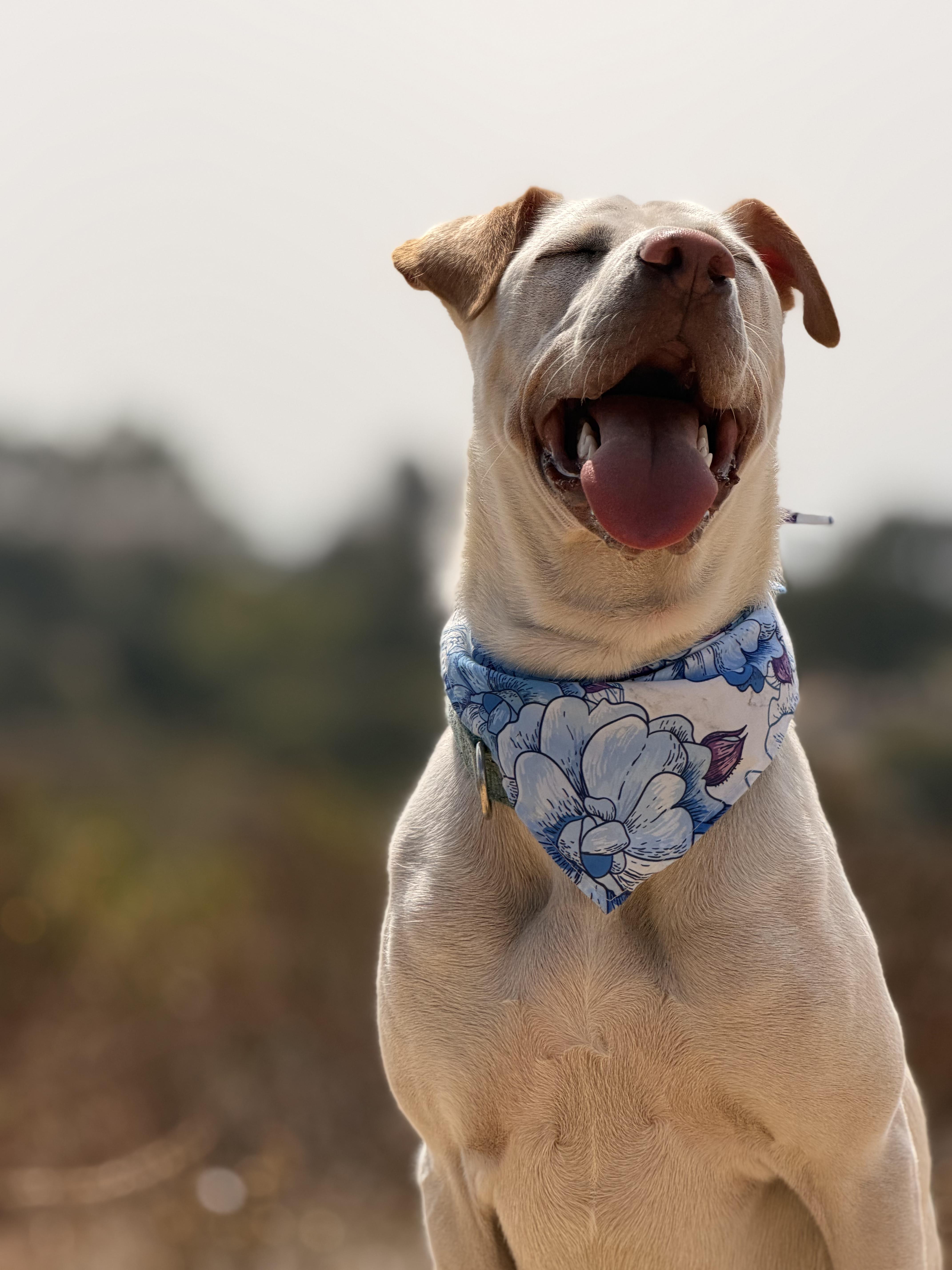 Cinderella aka Cindy, a Adoptable mixed breed in Pasadena, CA image 6/6