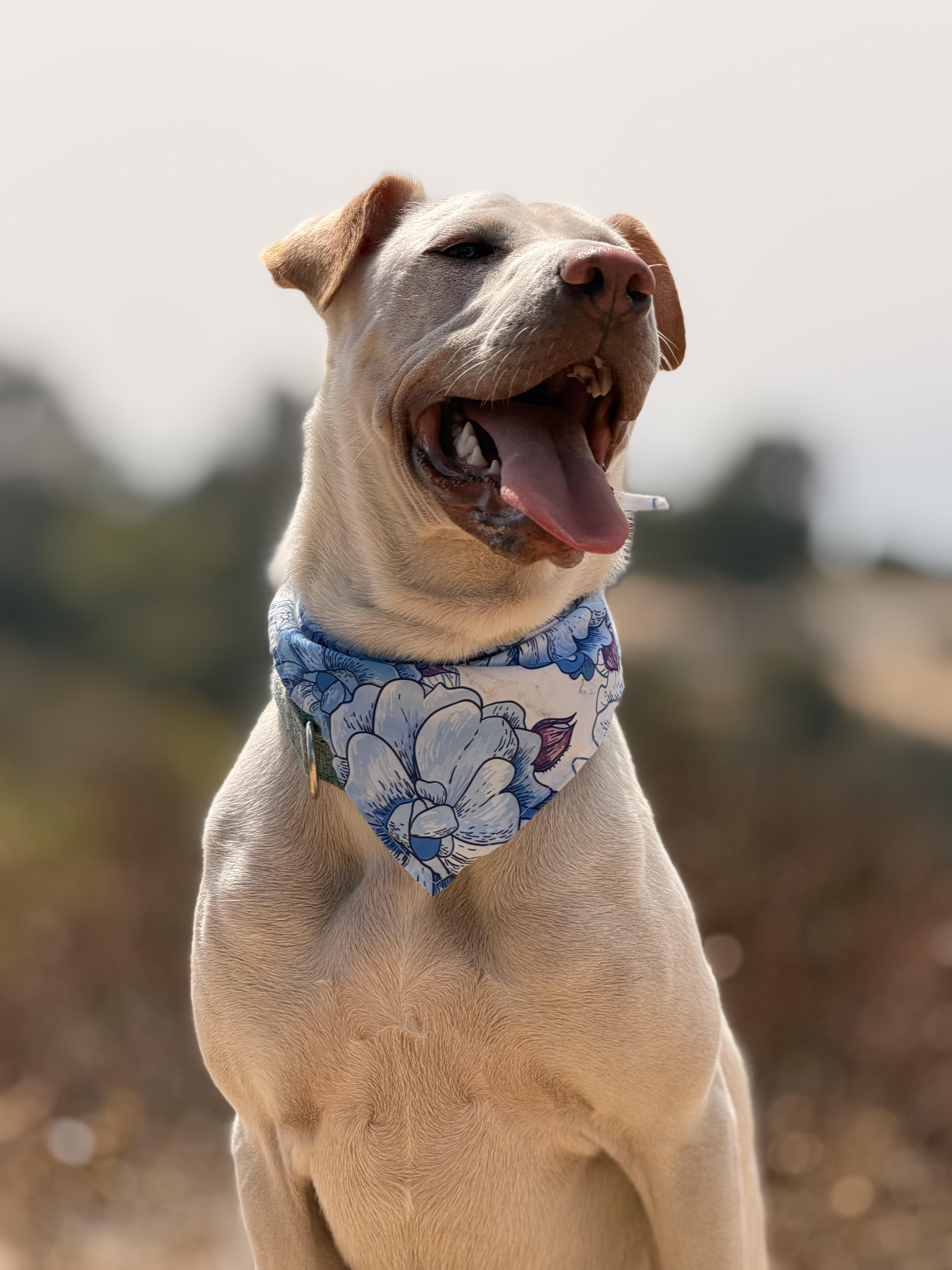 Cinderella aka Cindy, a Adoptable mixed breed in Pasadena, CA image 4/6