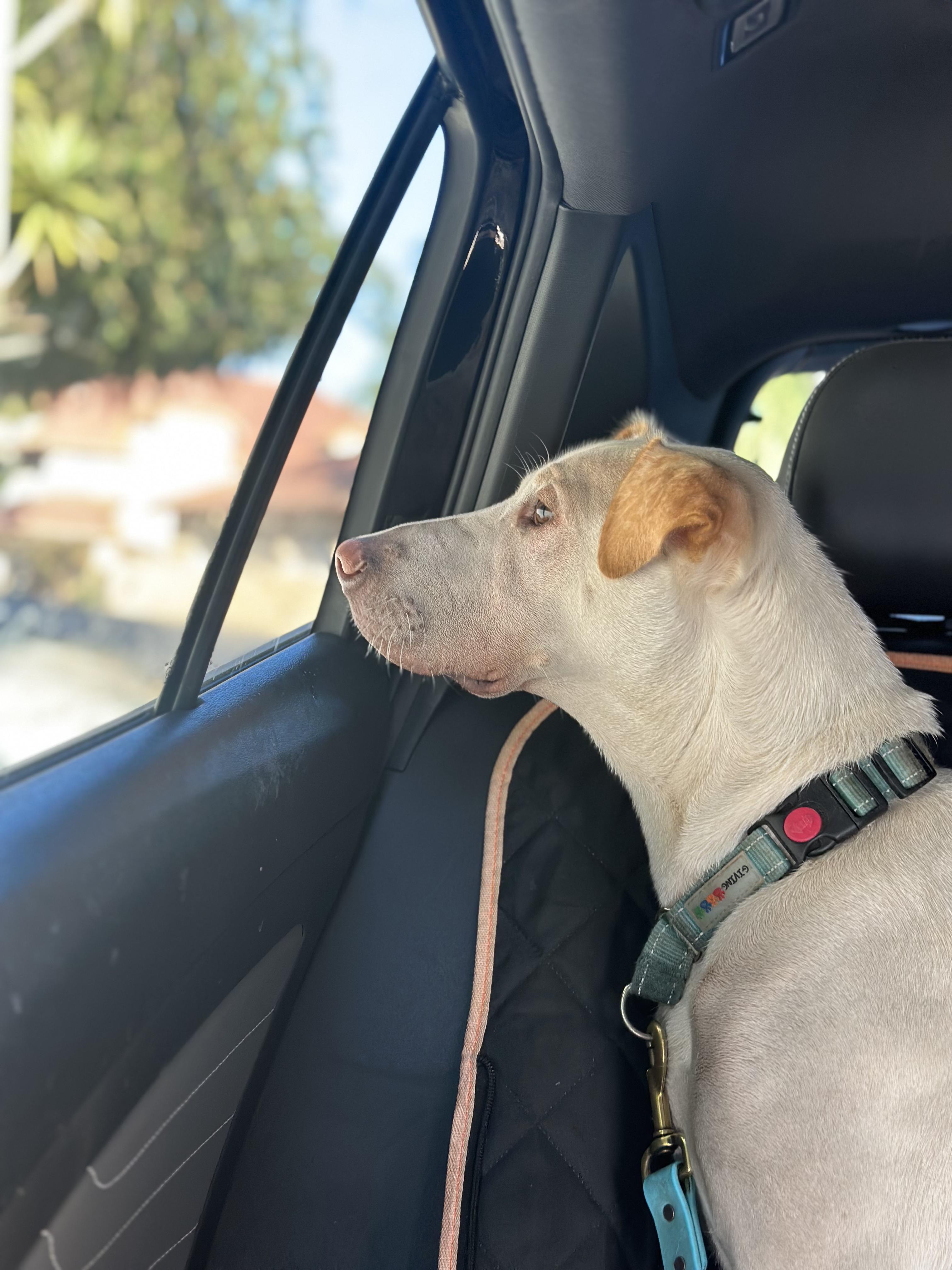 Cinderella aka Cindy, a Adoptable mixed breed in Pasadena, CA image 2/6