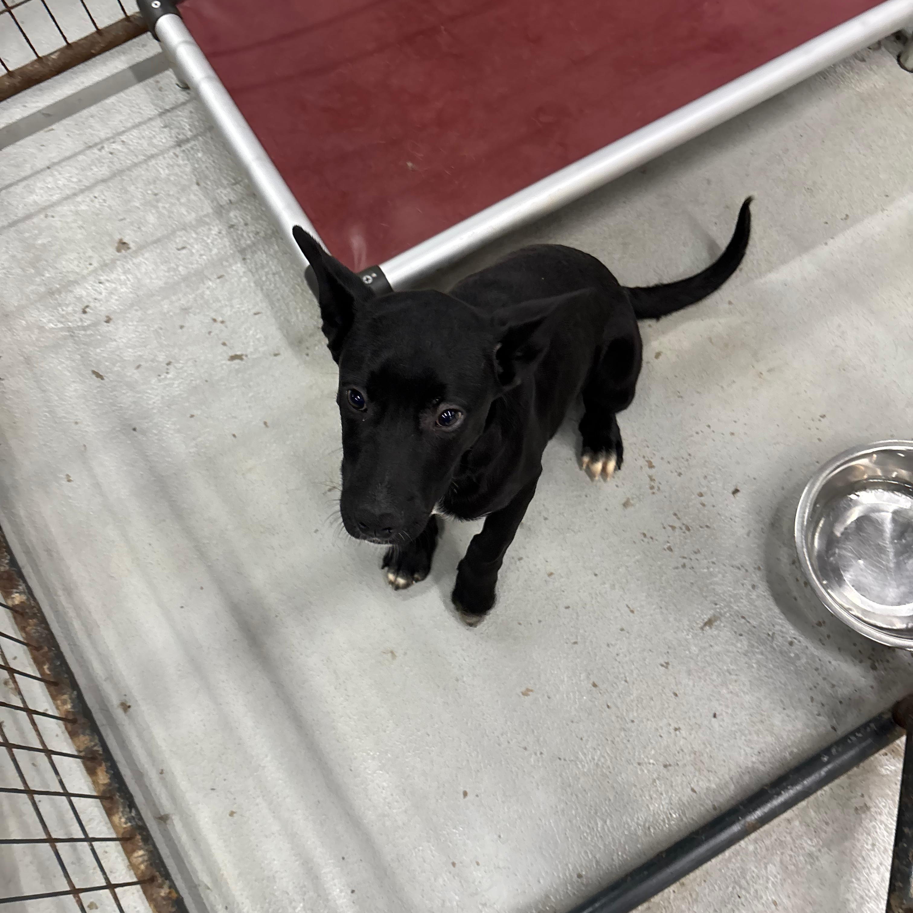 Simon, an adopted mixed breed in Smyrna, GA image 4/4