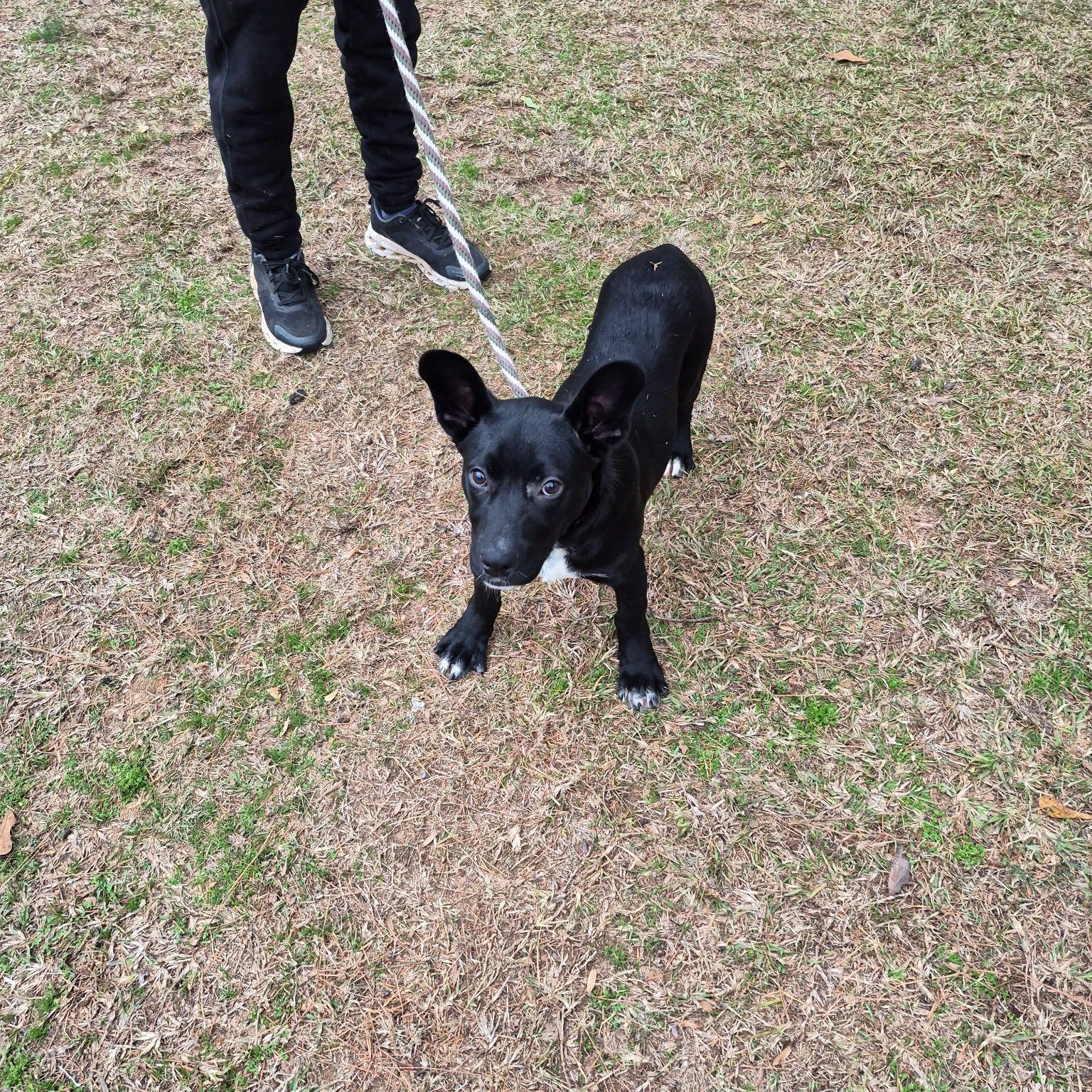 Simon, an adopted mixed breed in Smyrna, GA image 2/4