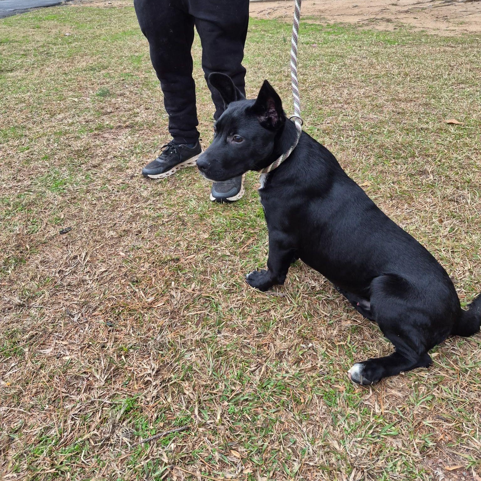 Simon, an adopted mixed breed in Smyrna, GA image 3/4