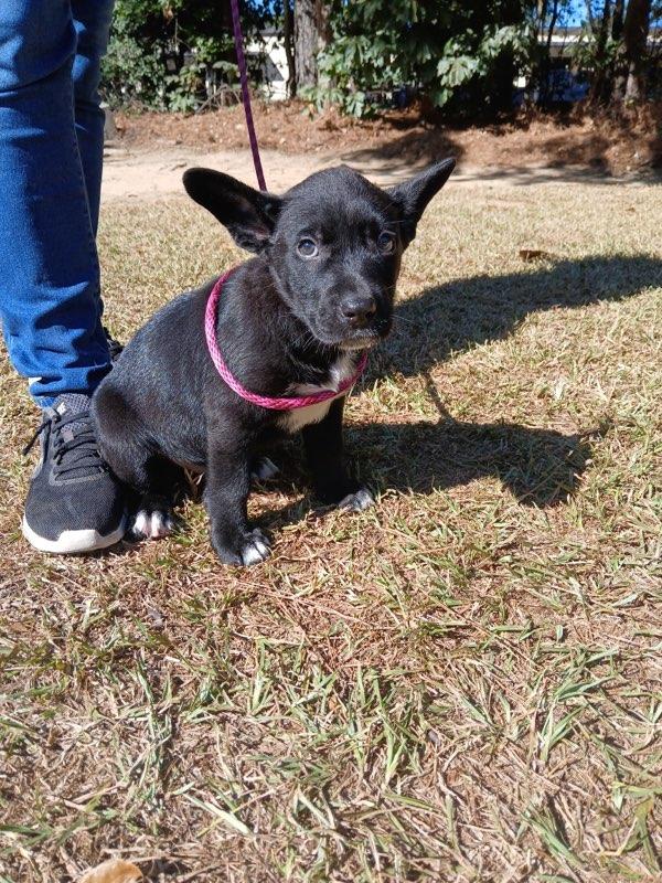 Simon, Adoptable, Puppy Male Labrador Retriever.