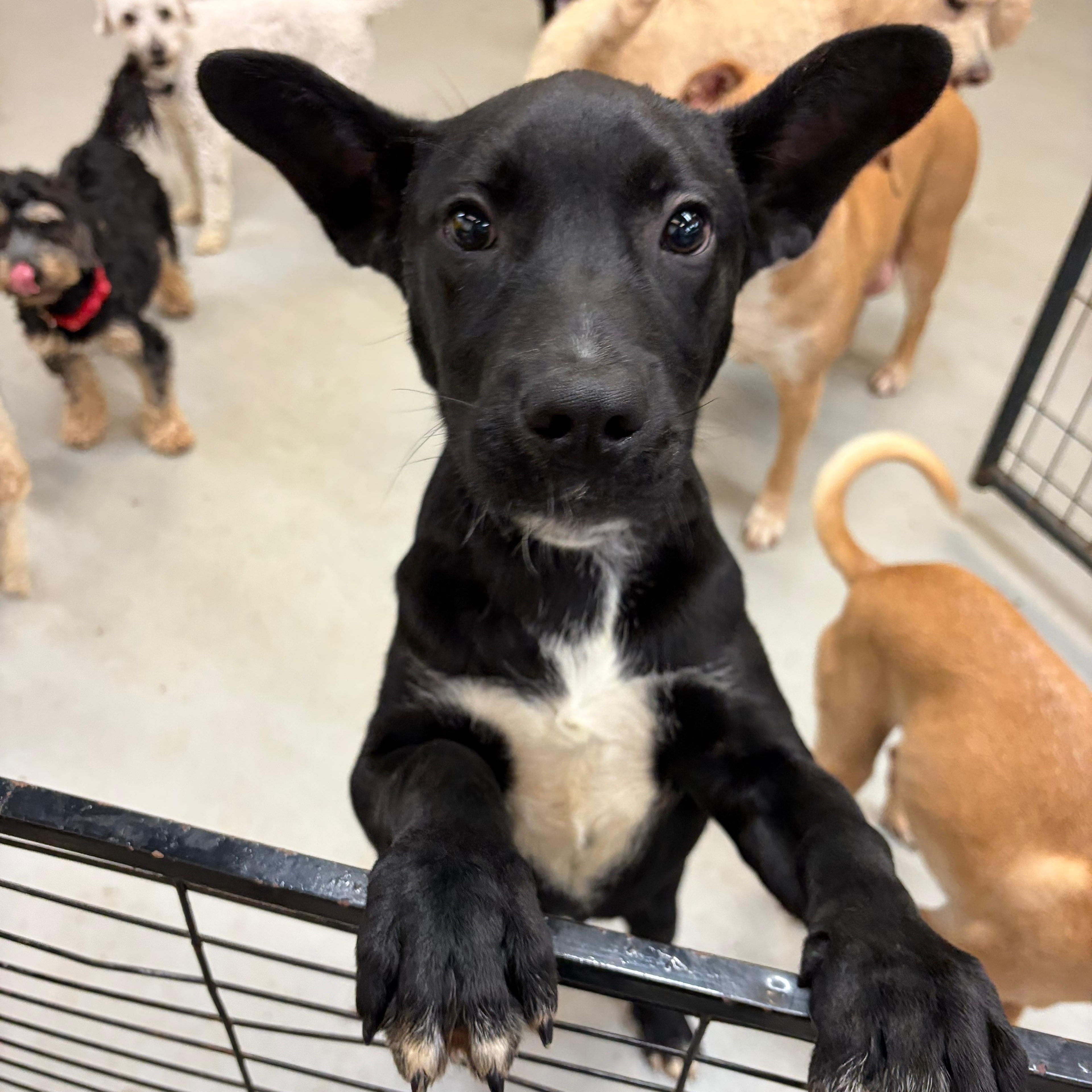 Simon, adopted, Young Male Labrador Retriever.