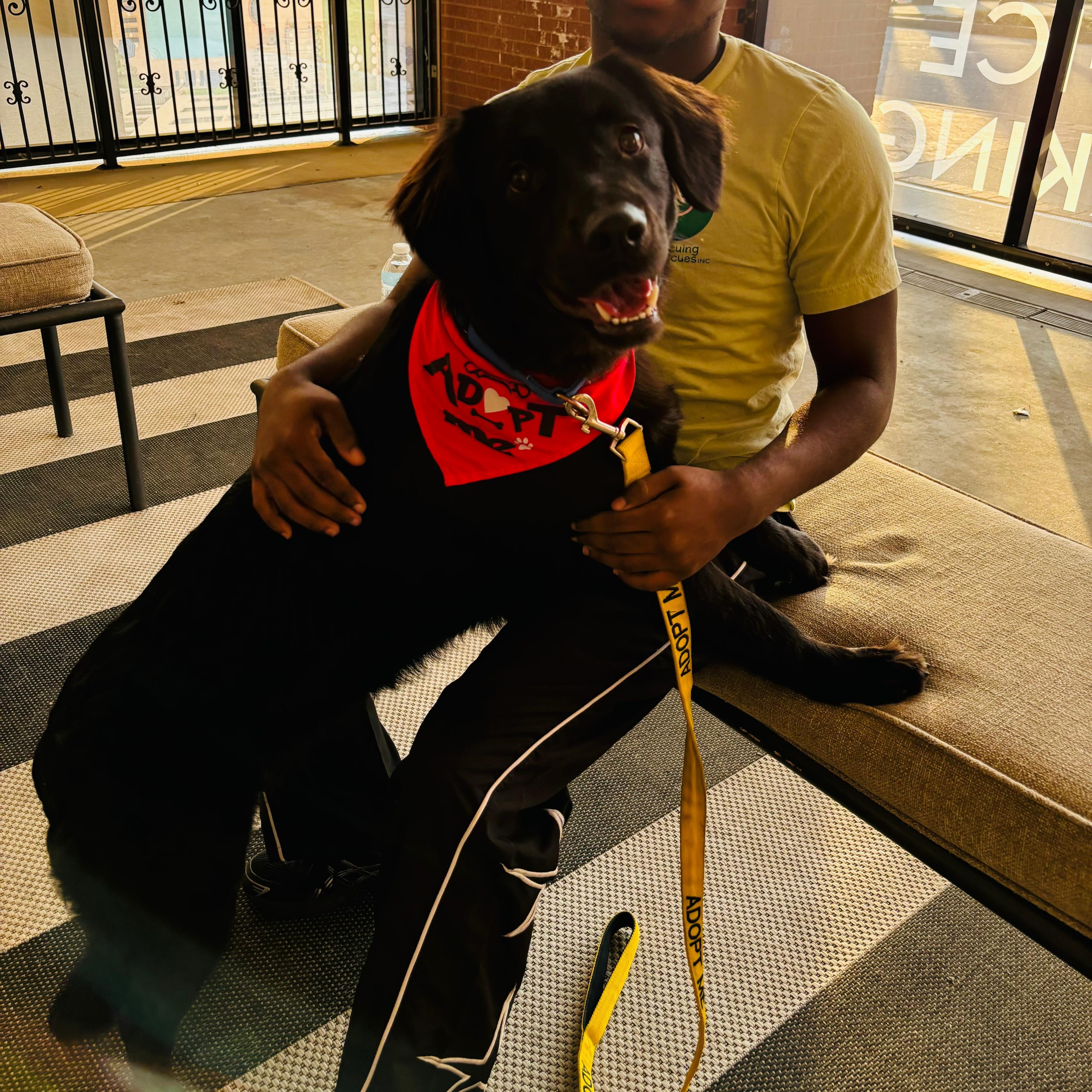 Simon, Adoptable, Young Male Labrador Retriever.