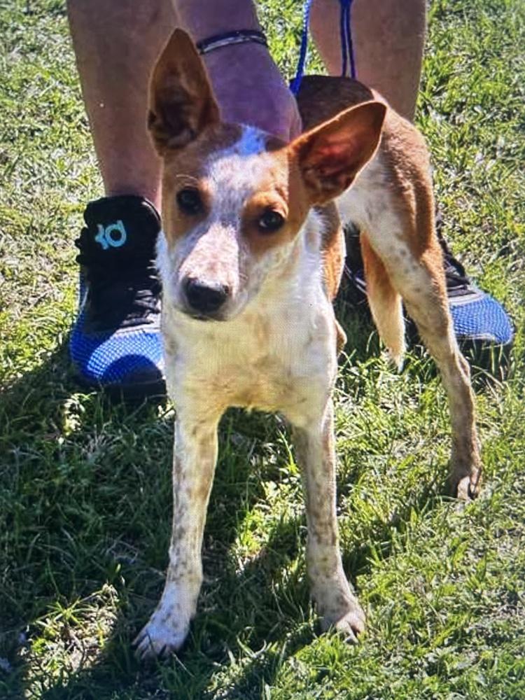 Enlarge Mater, a Adoptable mixed breed in Colorado Springs, CO image 1/6