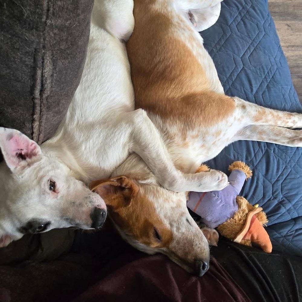 Enlarge Mater, a Adoptable mixed breed in Colorado Springs, CO image 2/6