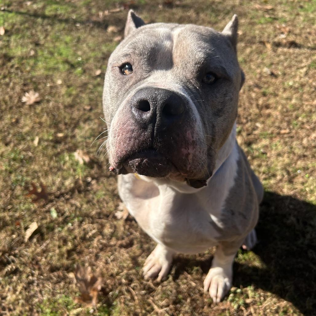 Voodoo, Adoptable, Adult Male Mixed Breed.