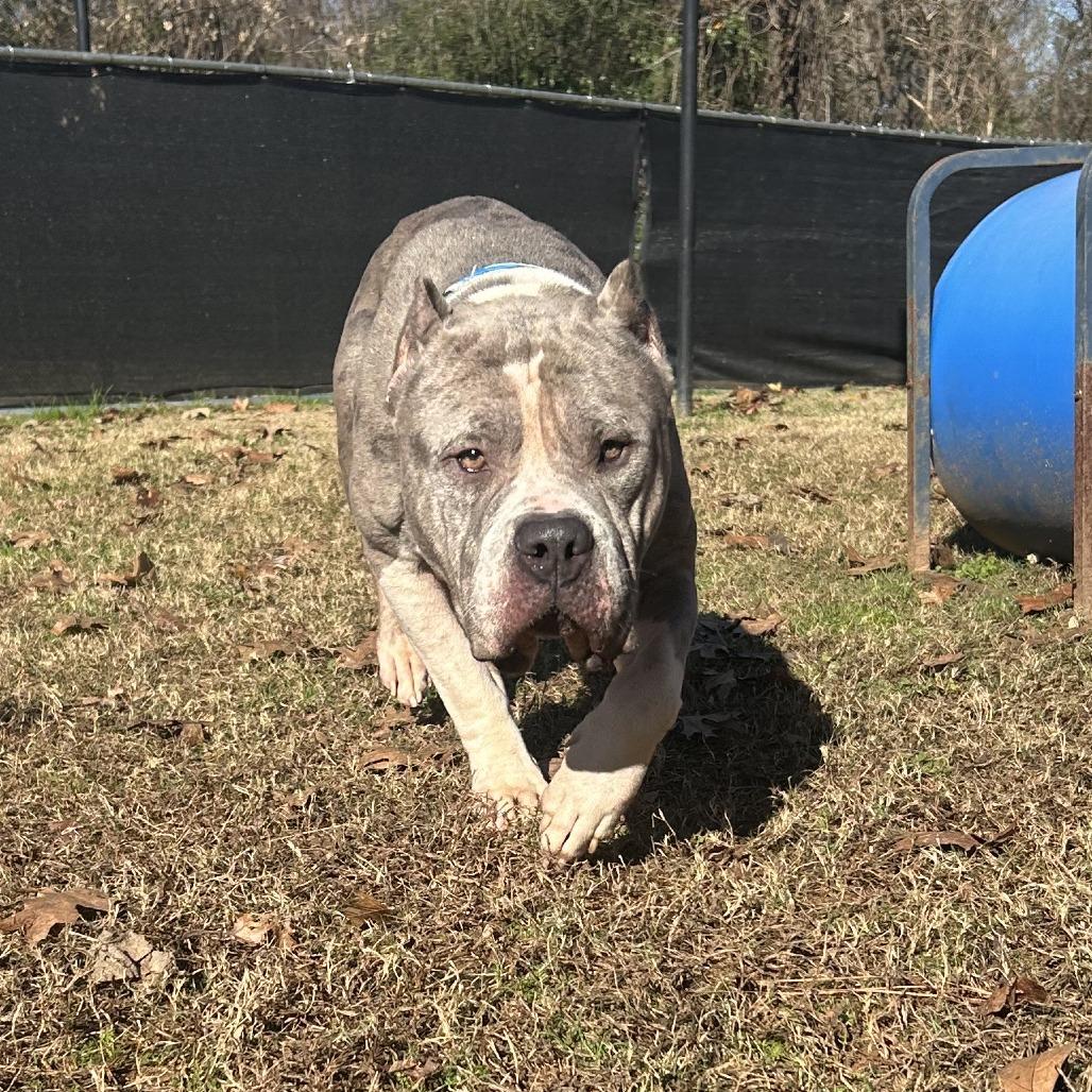 Voodoo, Adoptable, Adult Male Mixed Breed.