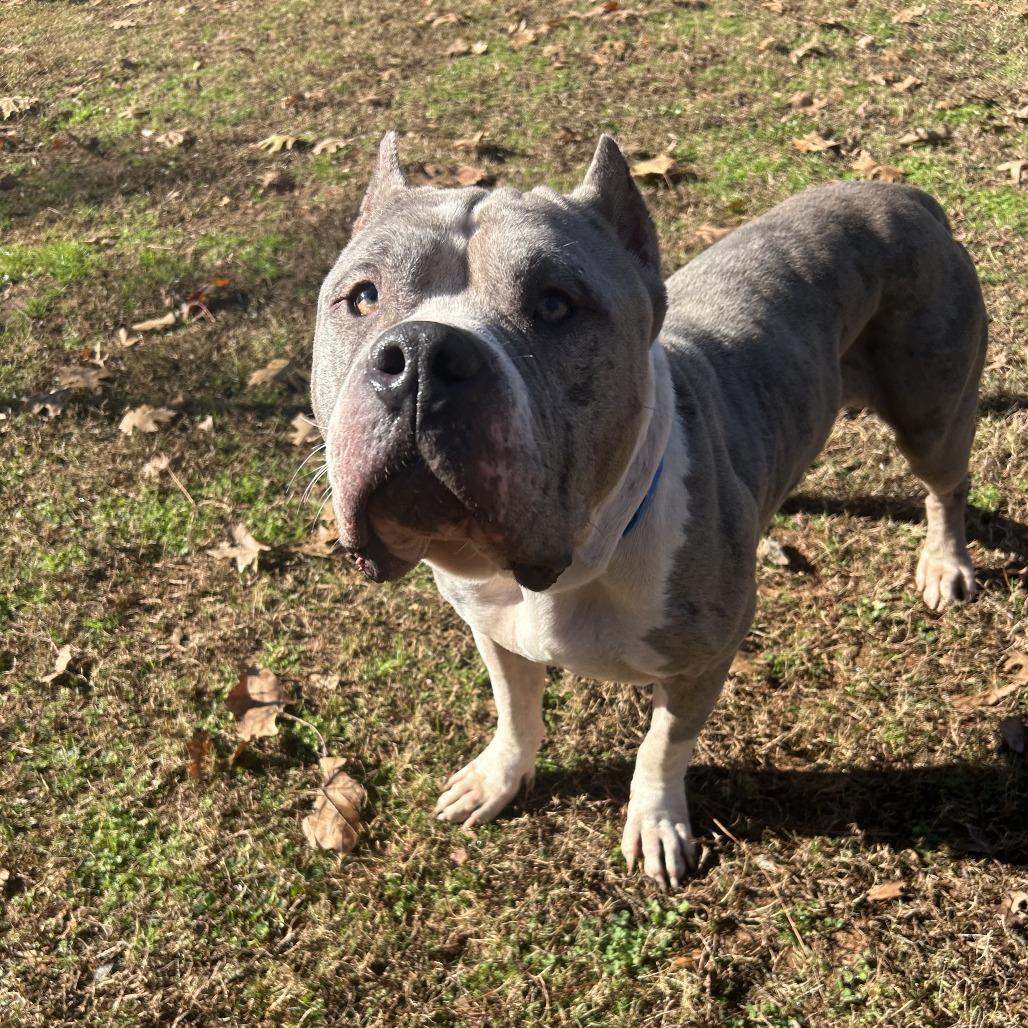 Enlarge Voodoo, a Adoptable Mixed Breed in Auburn, AL image 3/6