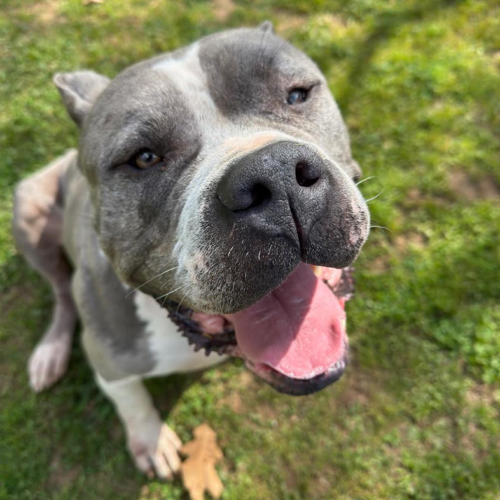 Enlarge Voodoo, a Adoptable Mixed Breed in Auburn, AL image 4/6