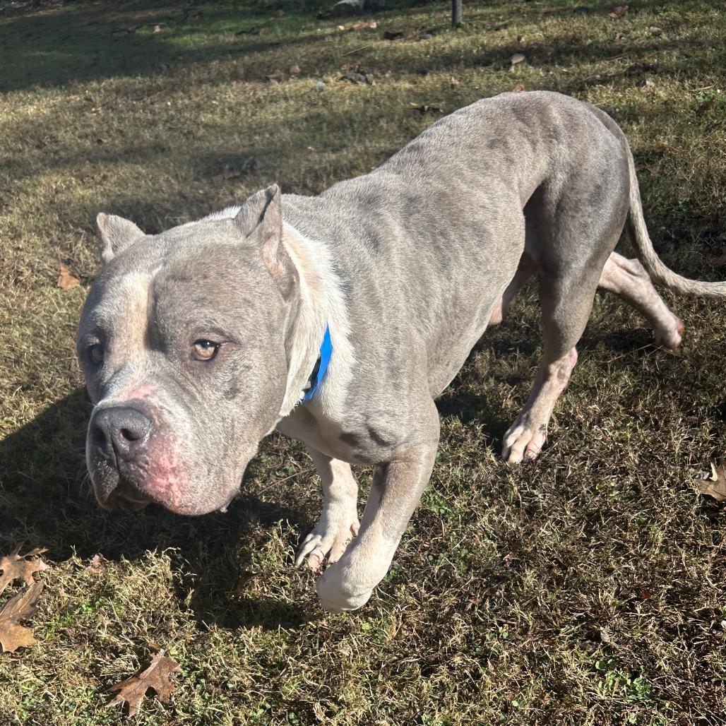 Enlarge Voodoo, a Adoptable Mixed Breed in Auburn, AL image 4/6