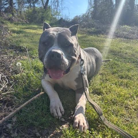 Enlarge Voodoo, a Adoptable Mixed Breed in Auburn, AL image 5/6