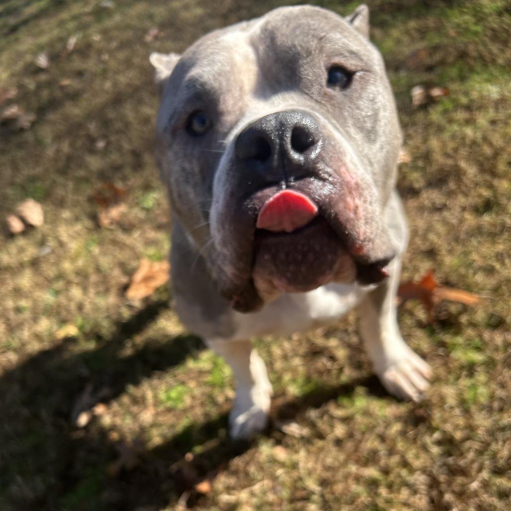 Enlarge Voodoo, a Adoptable Mixed Breed in Auburn, AL image 6/6