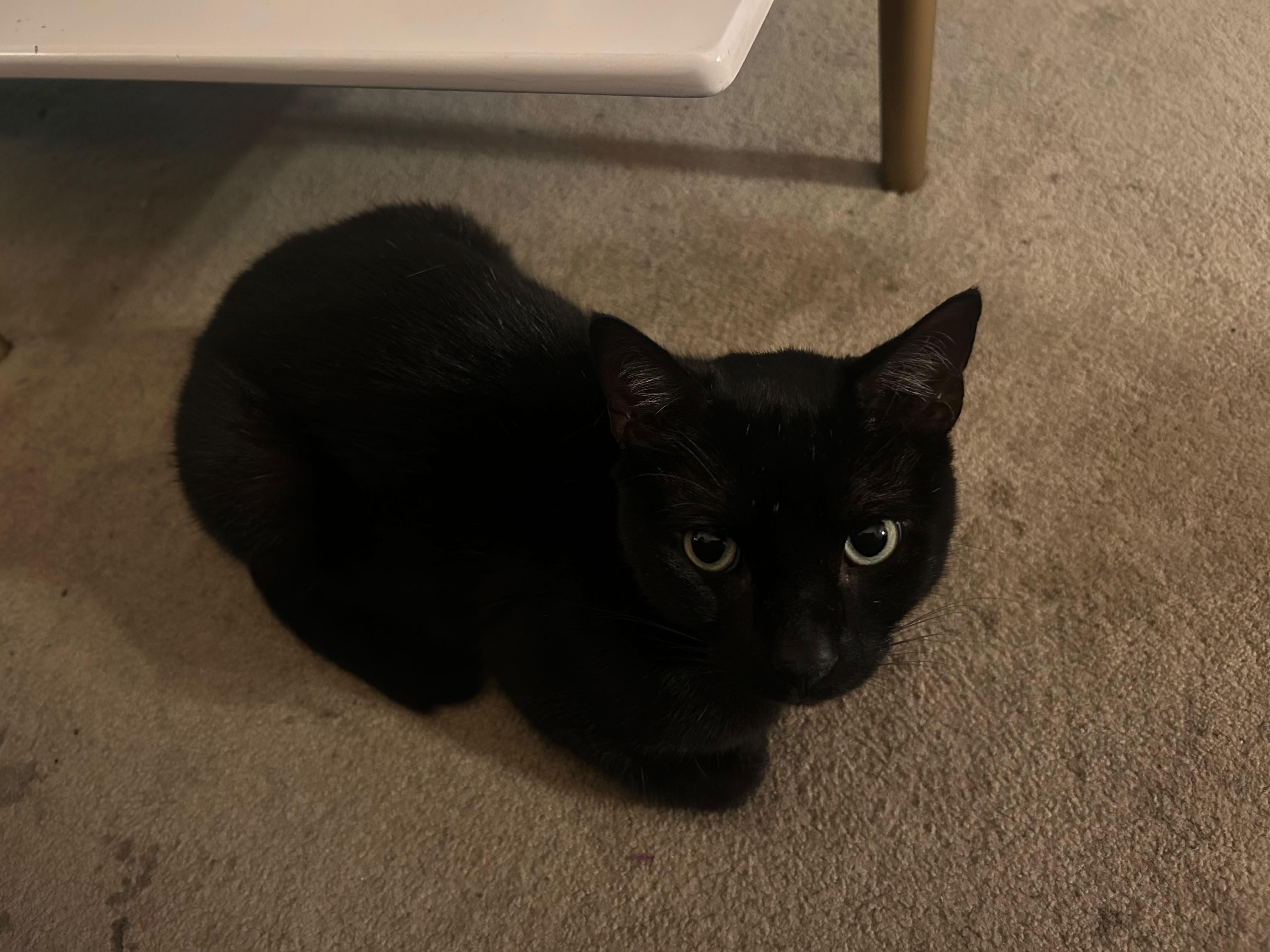 Enlarge Blackberry, a ADOPTABLE Domestic Short Hair in New York, NY image 6/6