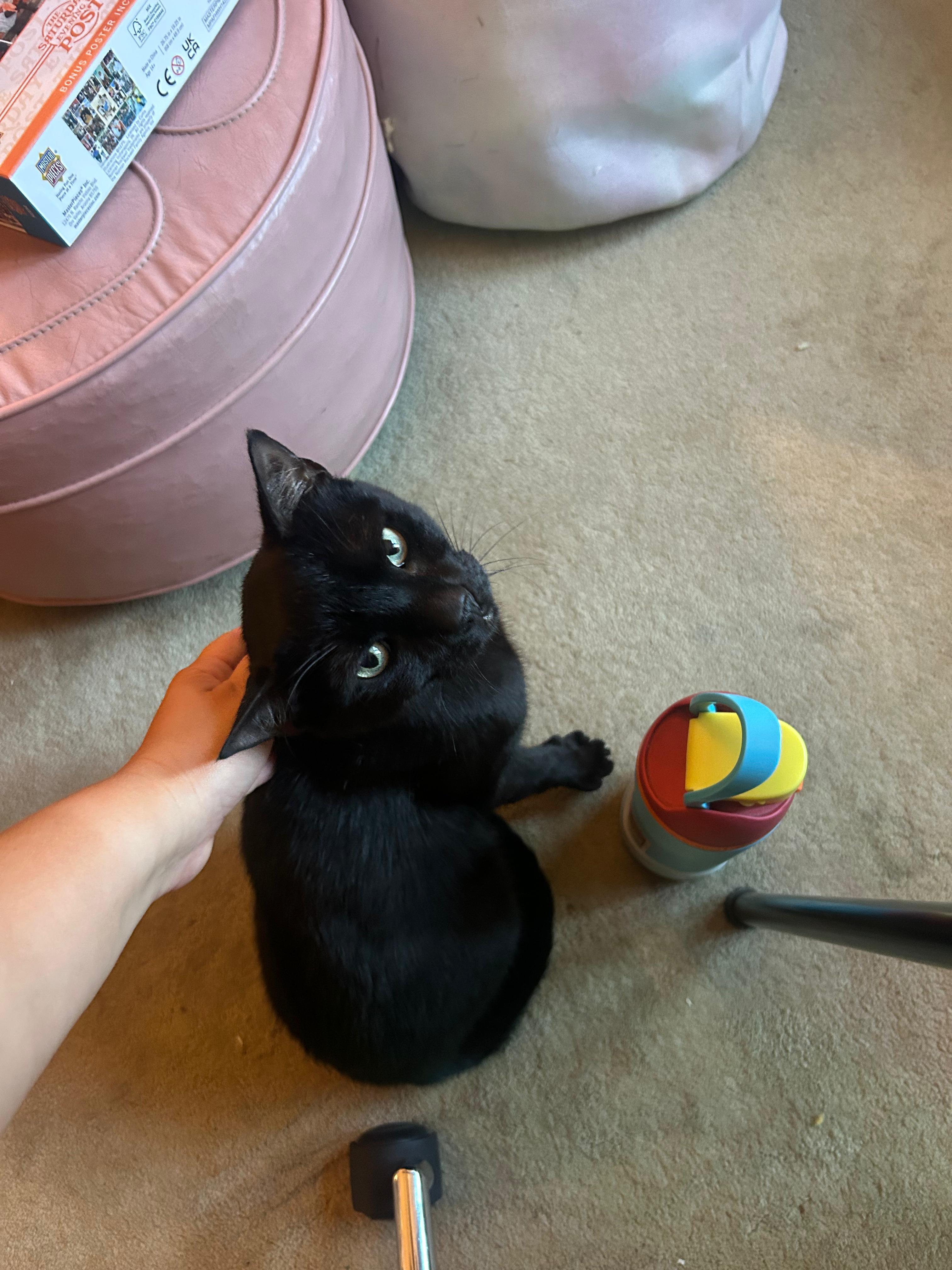 Enlarge Blackberry, a ADOPTABLE Domestic Short Hair in New York, NY image 2/6