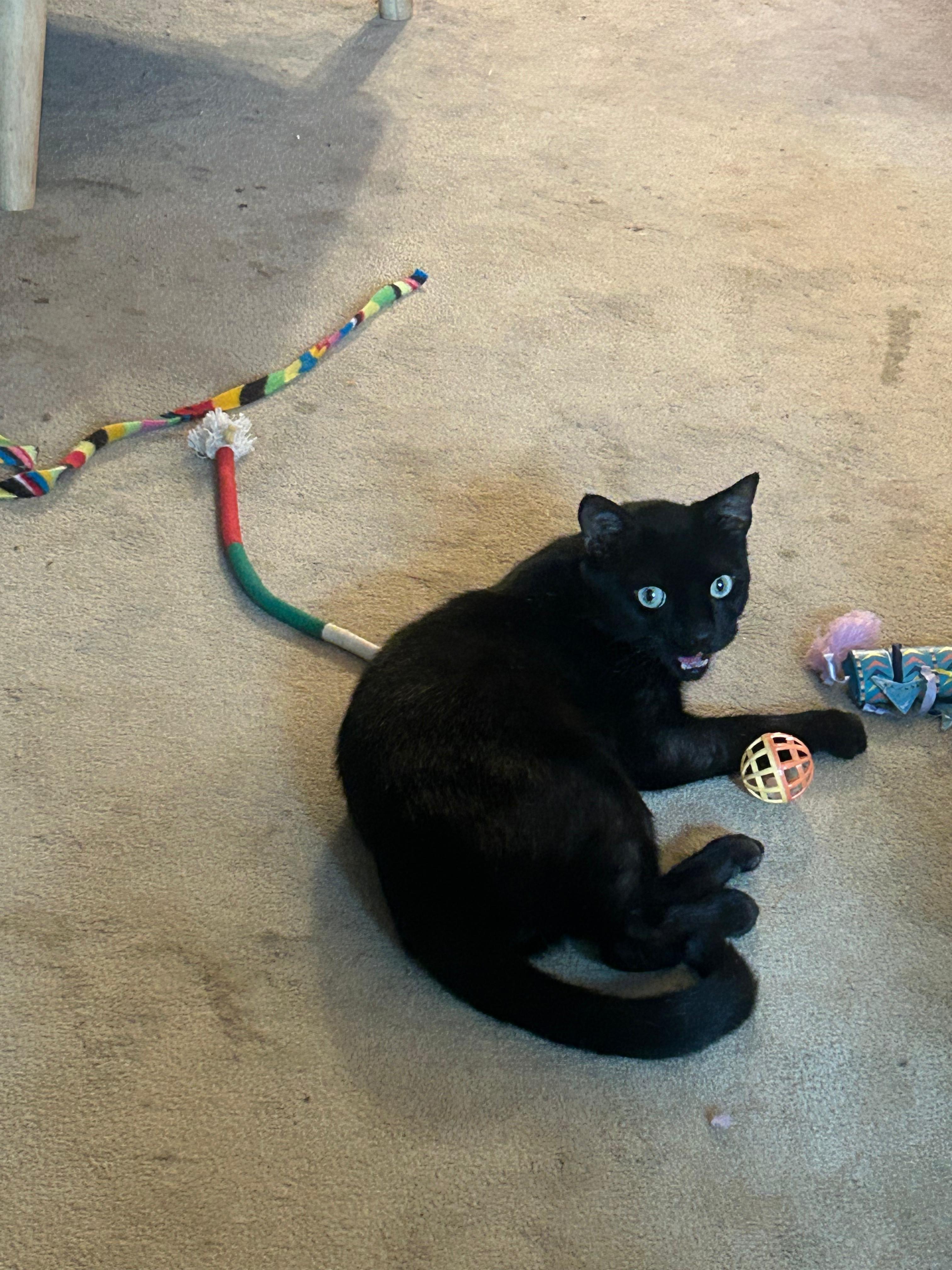 Enlarge Blackberry, a ADOPTABLE Domestic Short Hair in New York, NY image 3/6