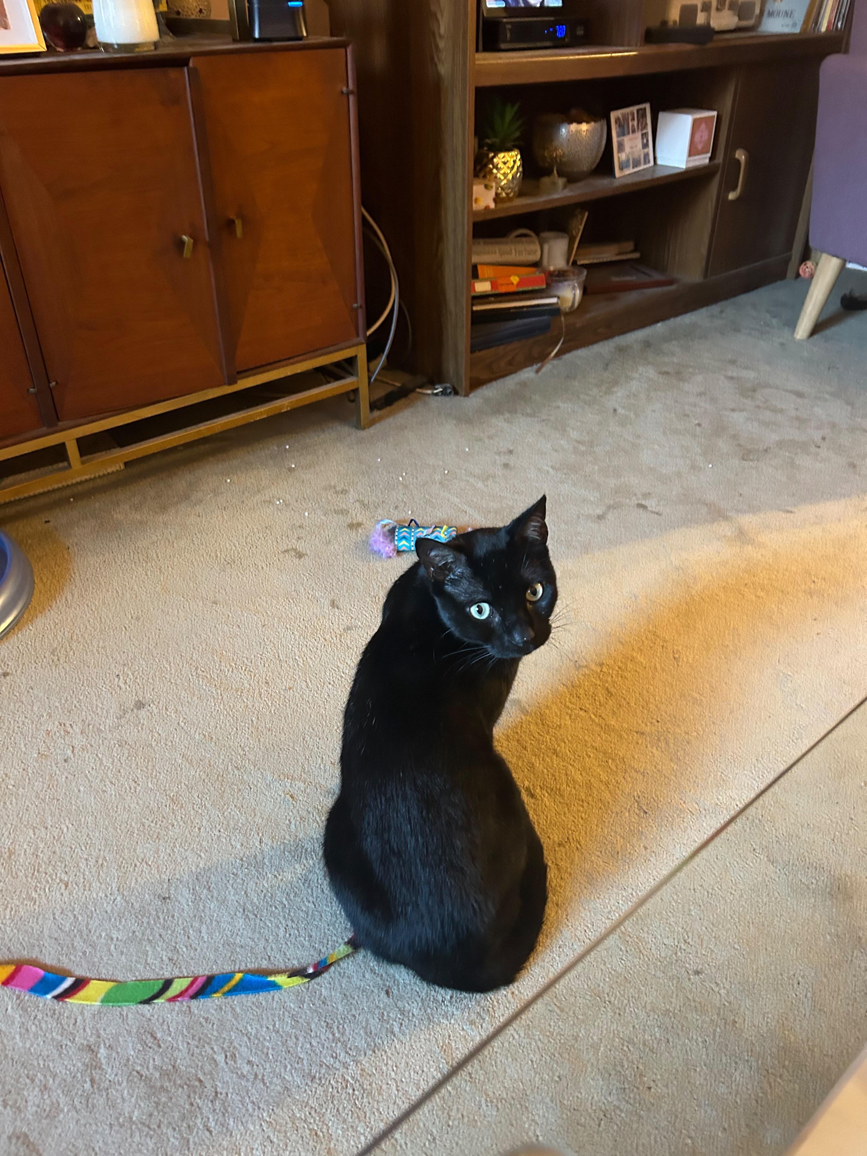 Enlarge Blackberry, a ADOPTABLE Domestic Short Hair in New York, NY image 4/6