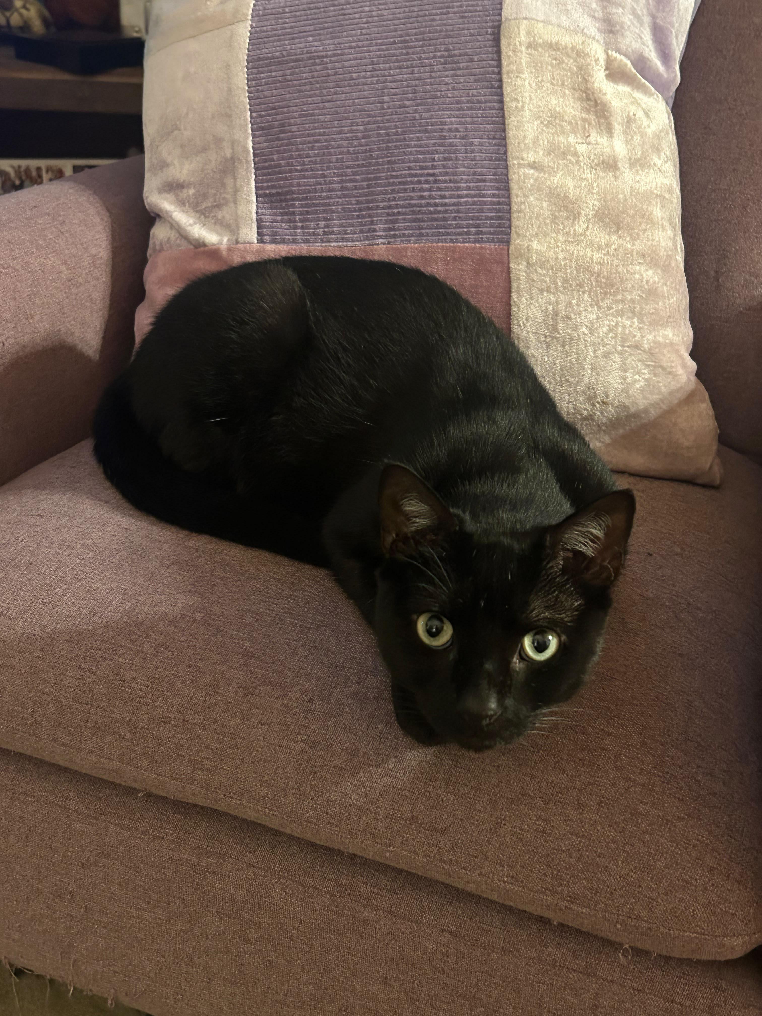 Enlarge Blackberry, a ADOPTABLE Domestic Short Hair in New York, NY image 5/6