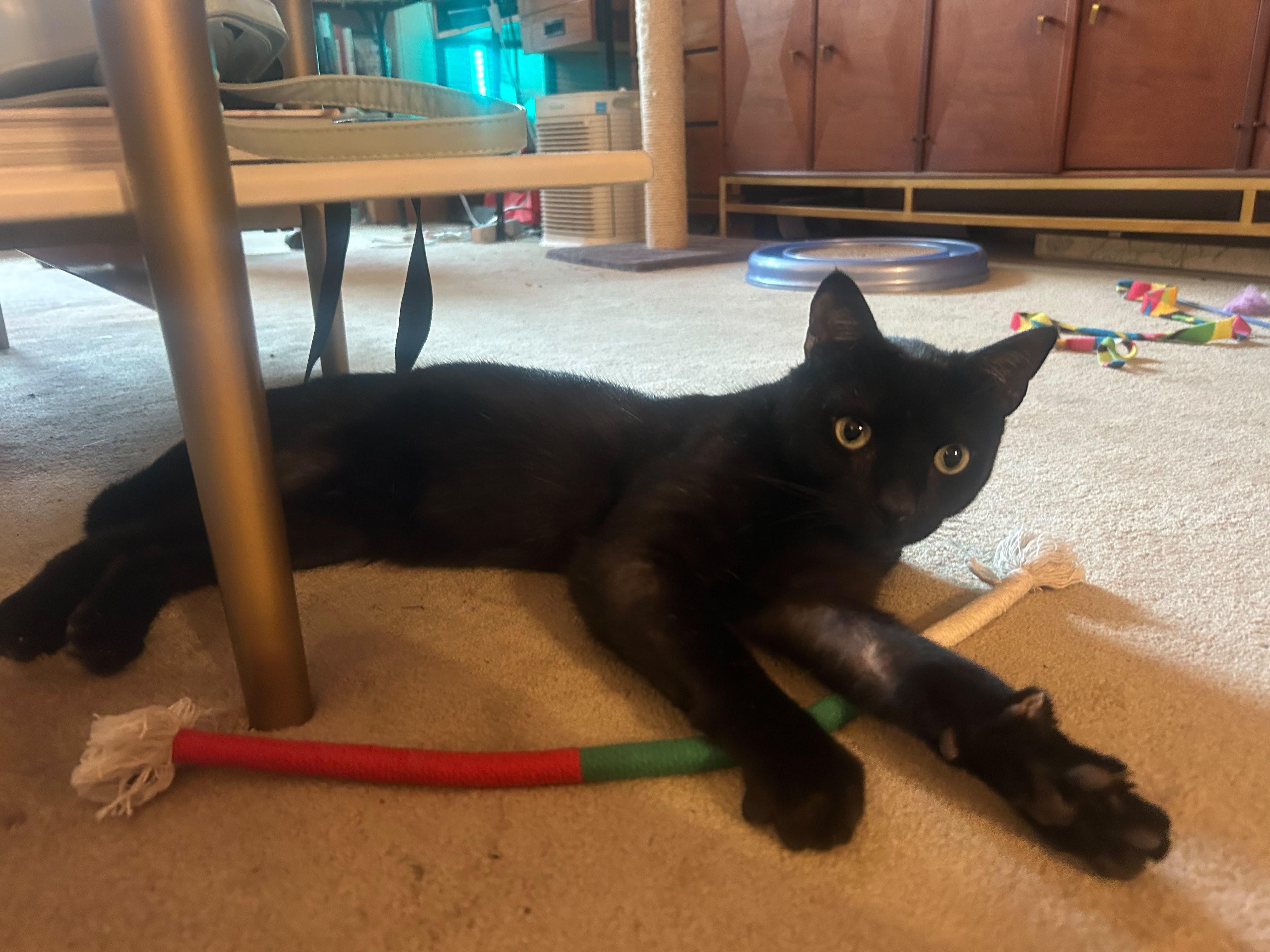 Blackberry, ADOPTABLE, Young Male Domestic Short Hair.