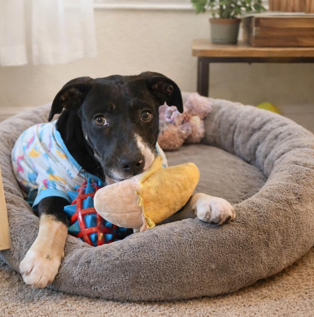Enlarge Sash , an adopted mixed breed in Lunenburg , MA image 2/5