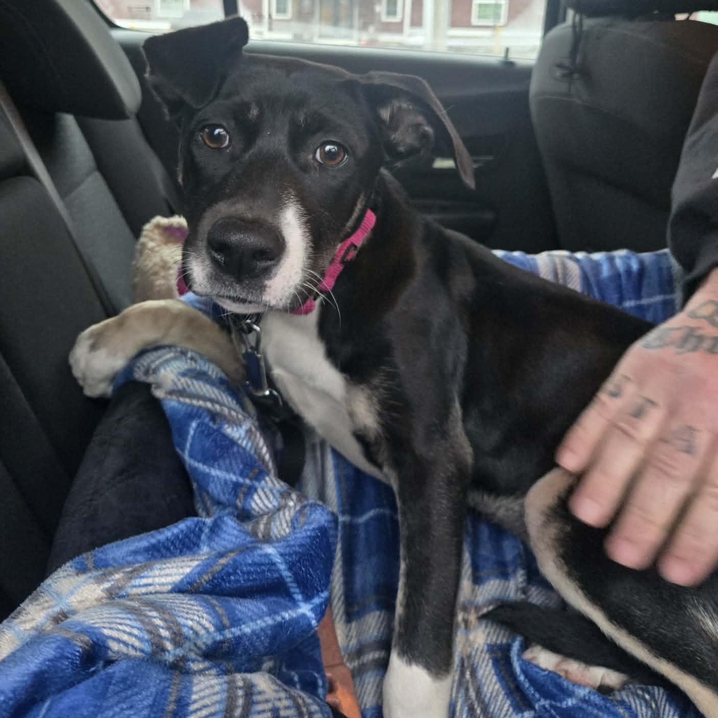 Enlarge Sash , an adopted mixed breed in Lunenburg , MA image 4/5