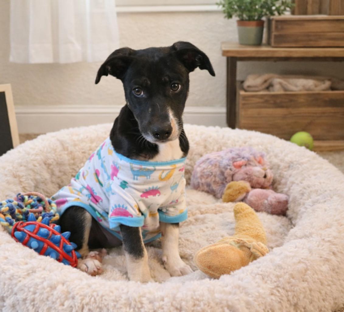 Enlarge Sash , an adopted mixed breed in Lunenburg , MA image 3/5